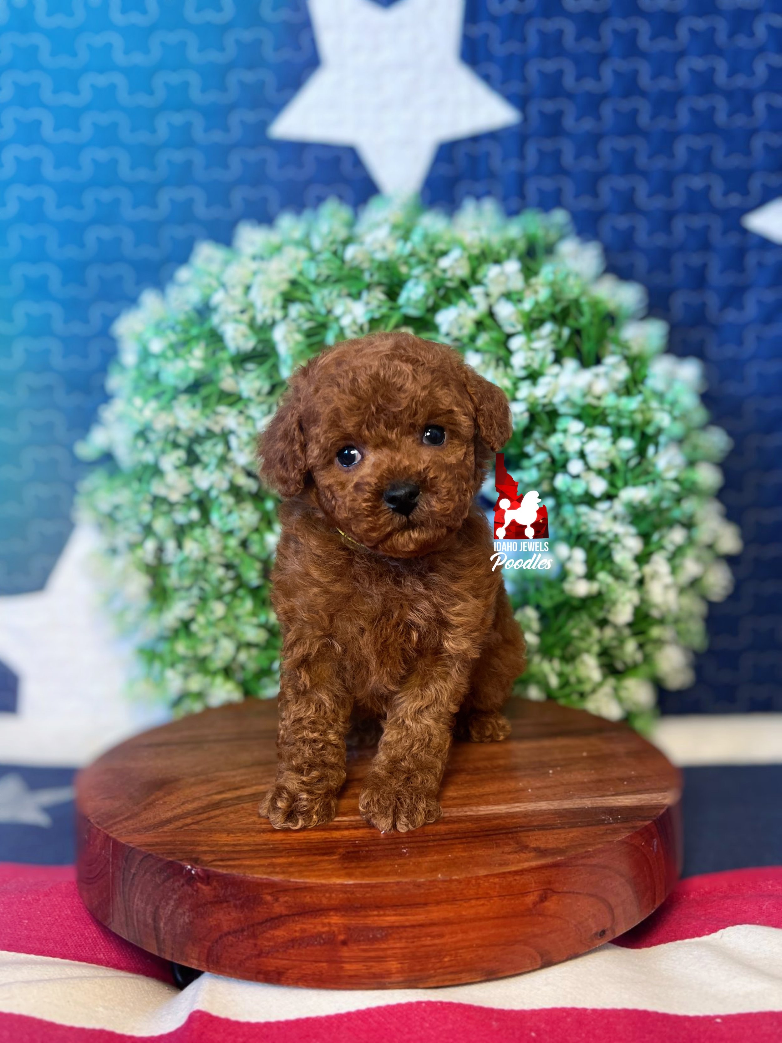 Marigold - 6 wks.jpg