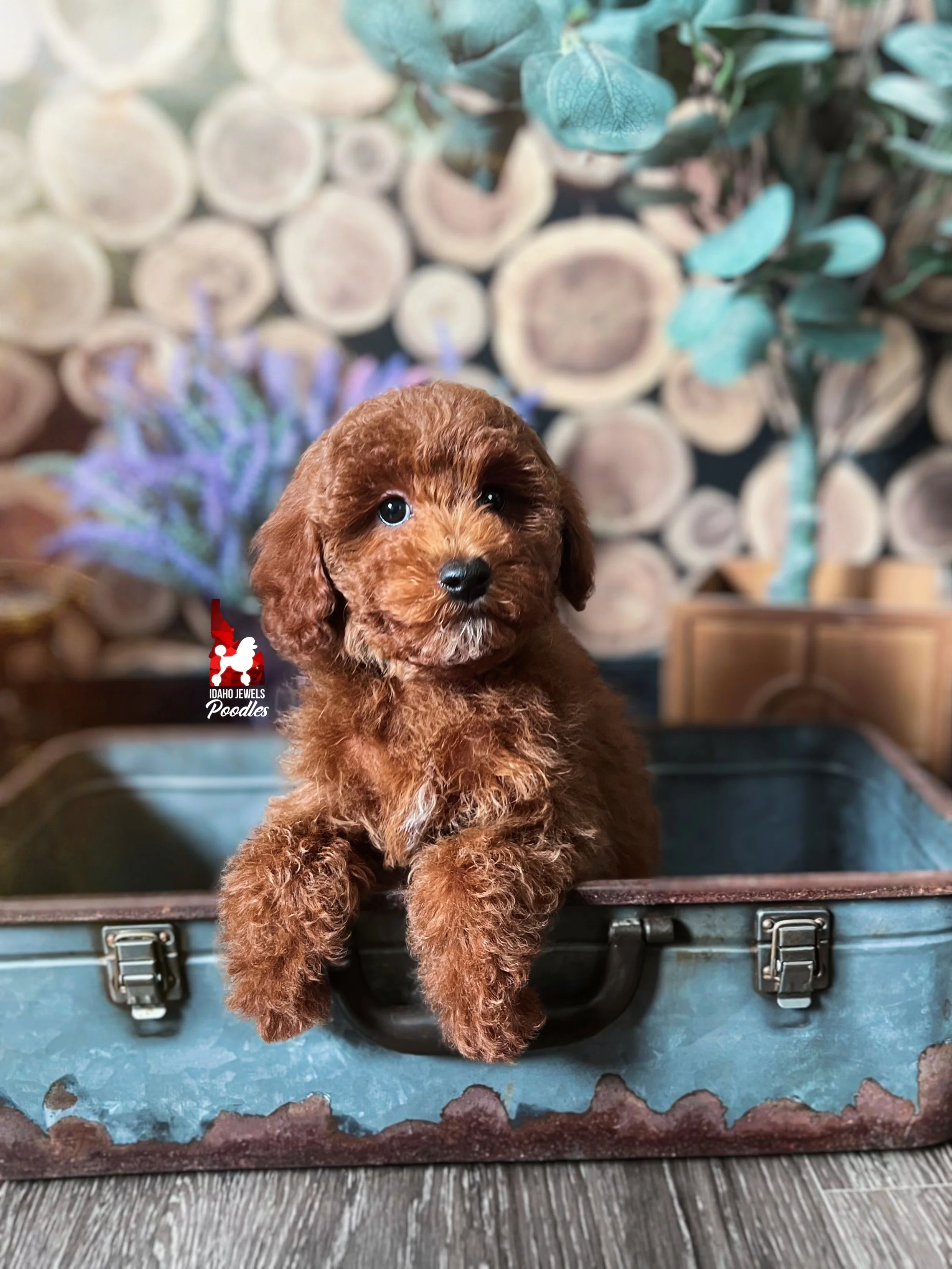 Biscuit - 10 wks-2.jpg