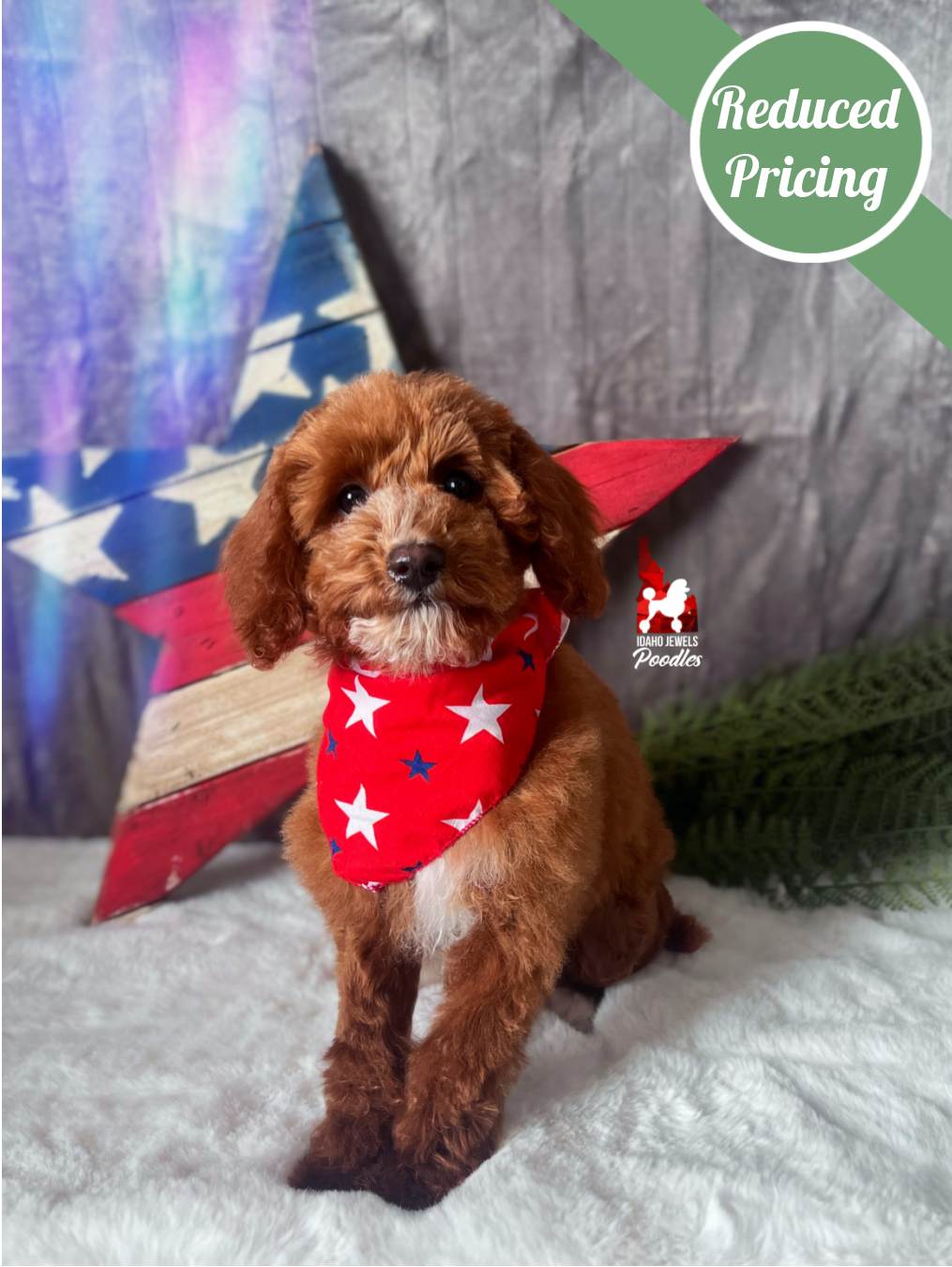 Lincoln, Red w/ White Small Mini Poodle Boy~ Pet
