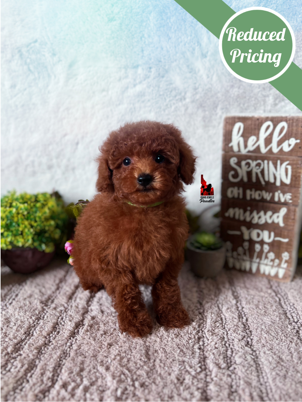 Balto, Red Toy Poodle Boy~ Pet