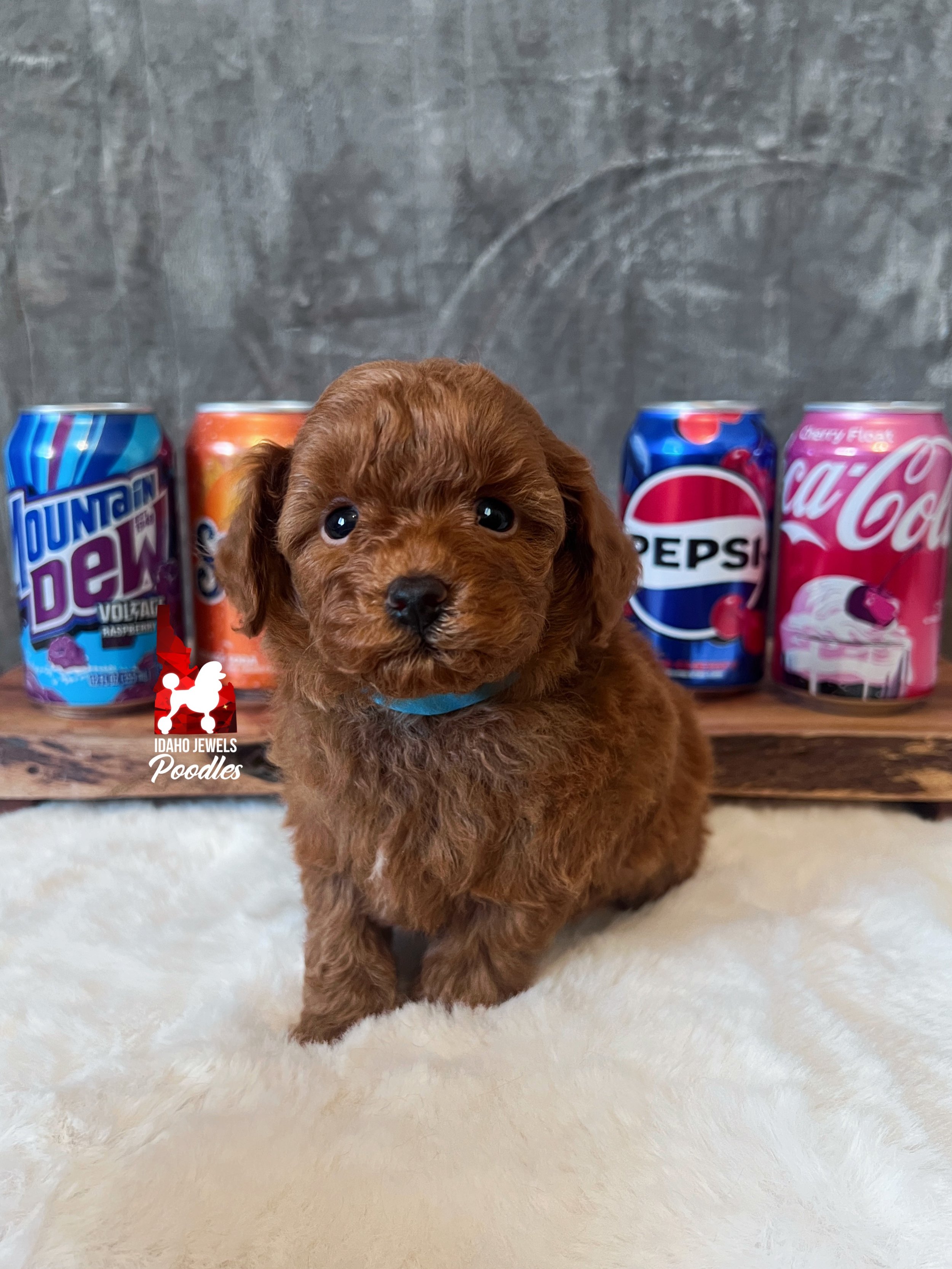 Soda - 6 wks (1).jpg