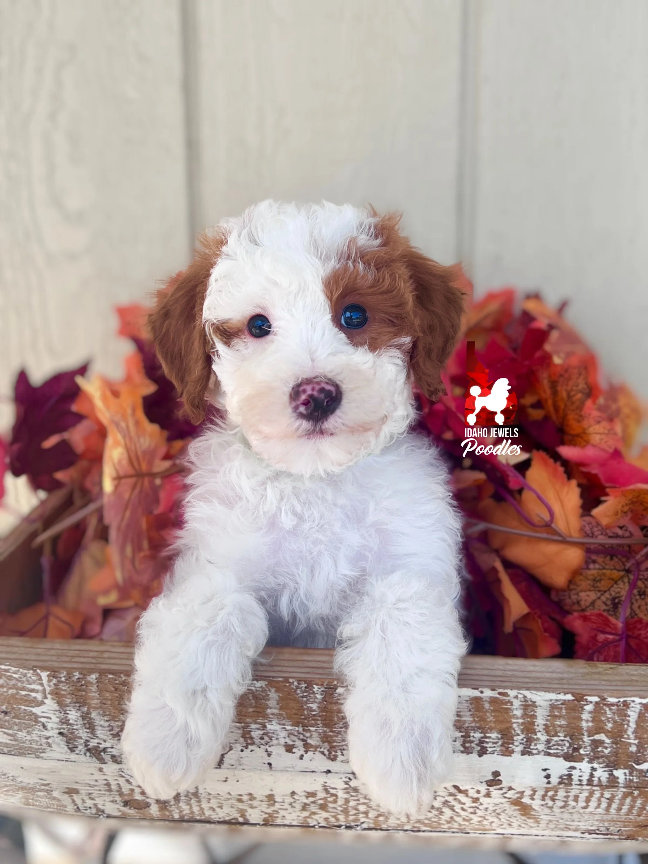 Curry, Red Parti Mini/Moyen Poodle Boy~ Breeder or Pet