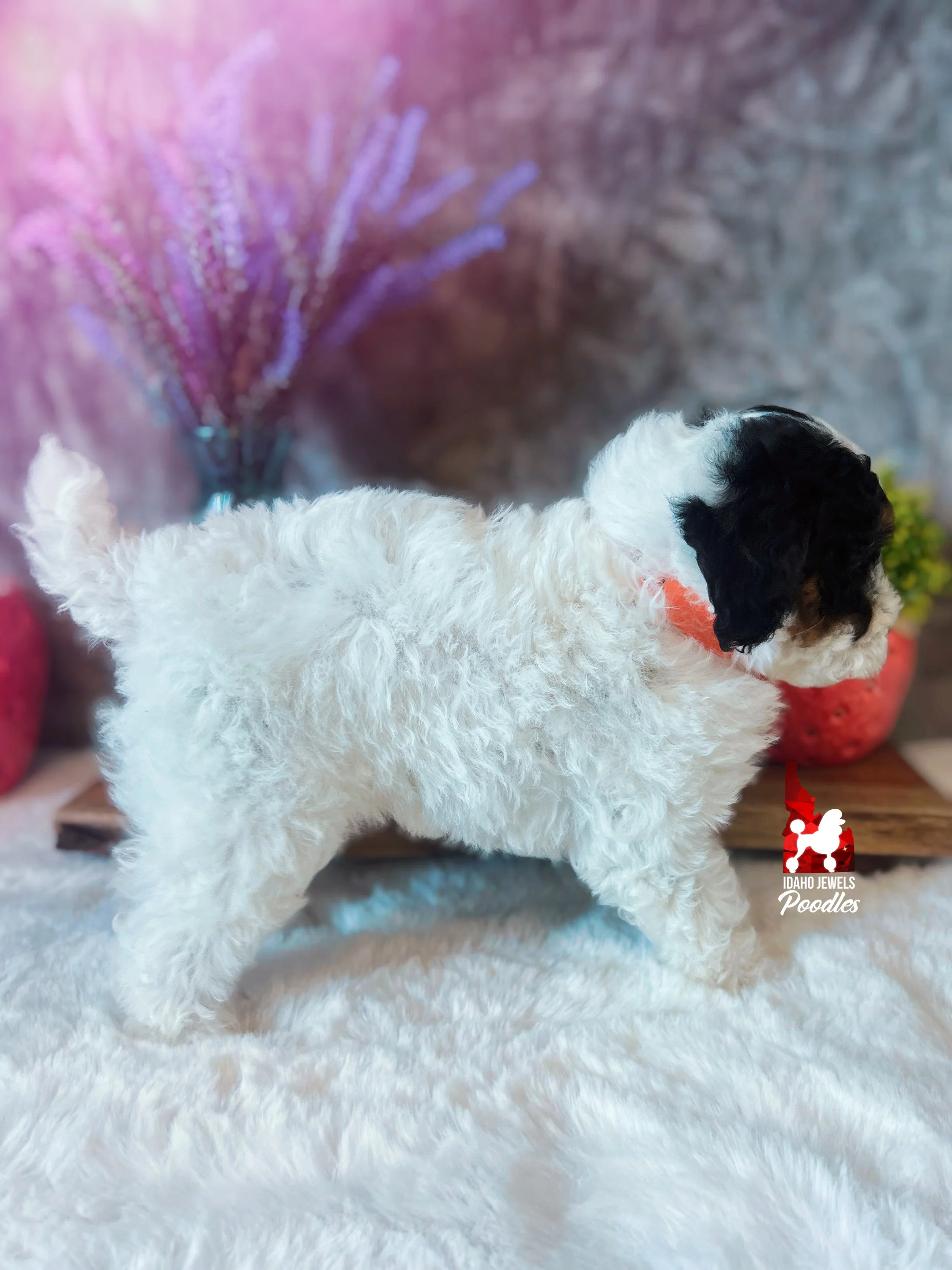 Divinity - 6 wks-5.jpg