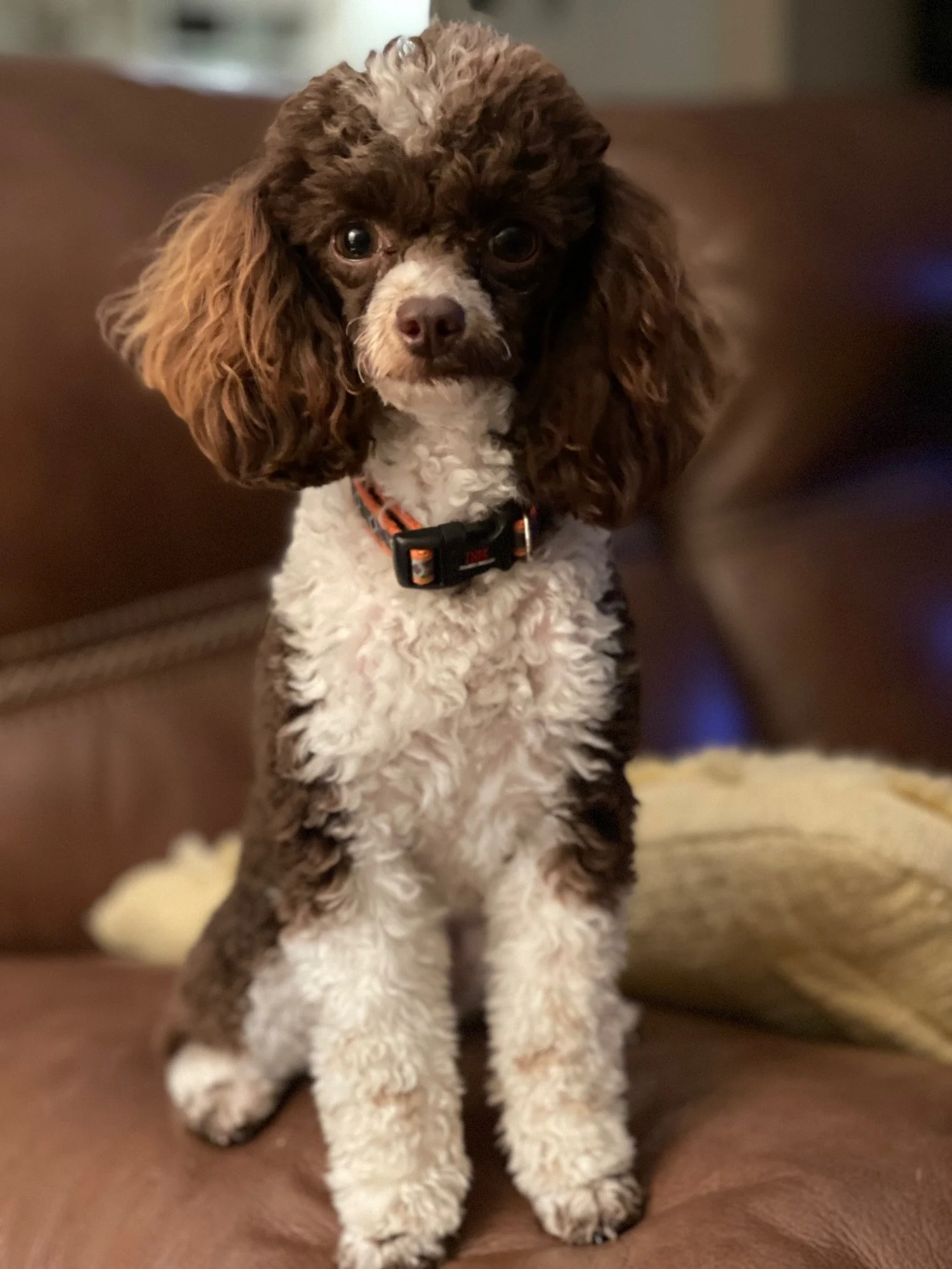 Tootsie Pegasus Kisses now owned by Valerie (5).jpeg