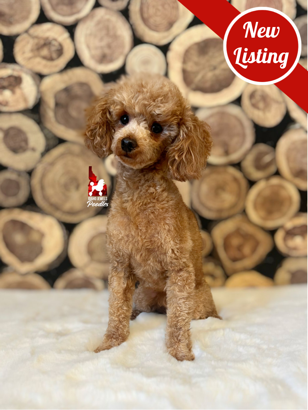 Sparky, Red "Tiny Toy" Poodle Boy (Retiree) ~ Pet