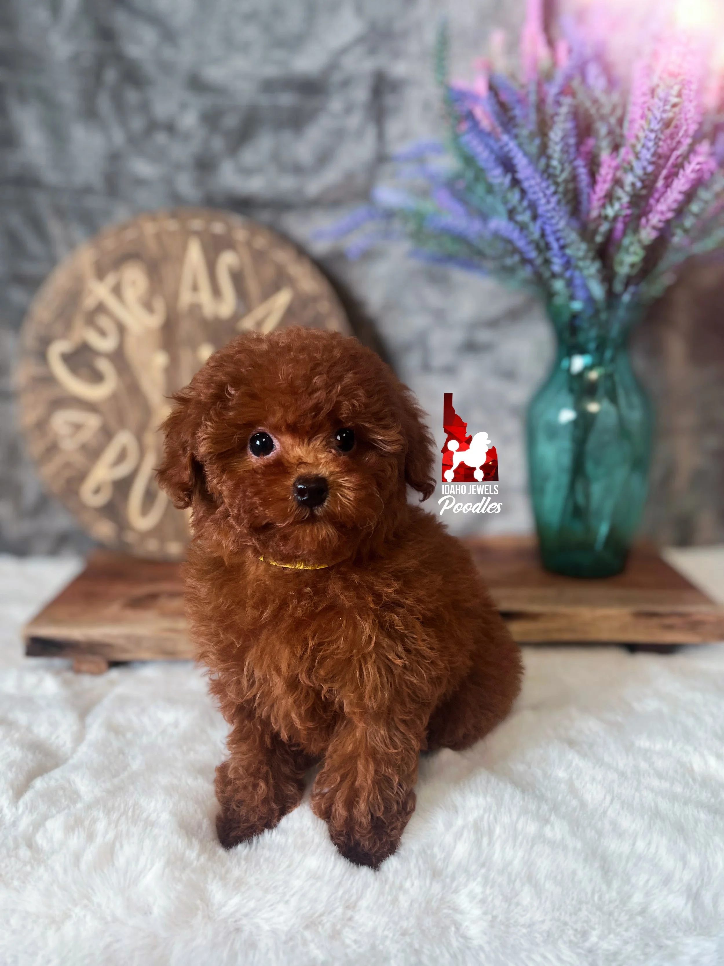 Claire, Red Toy Poodle Girl ~ Pet
