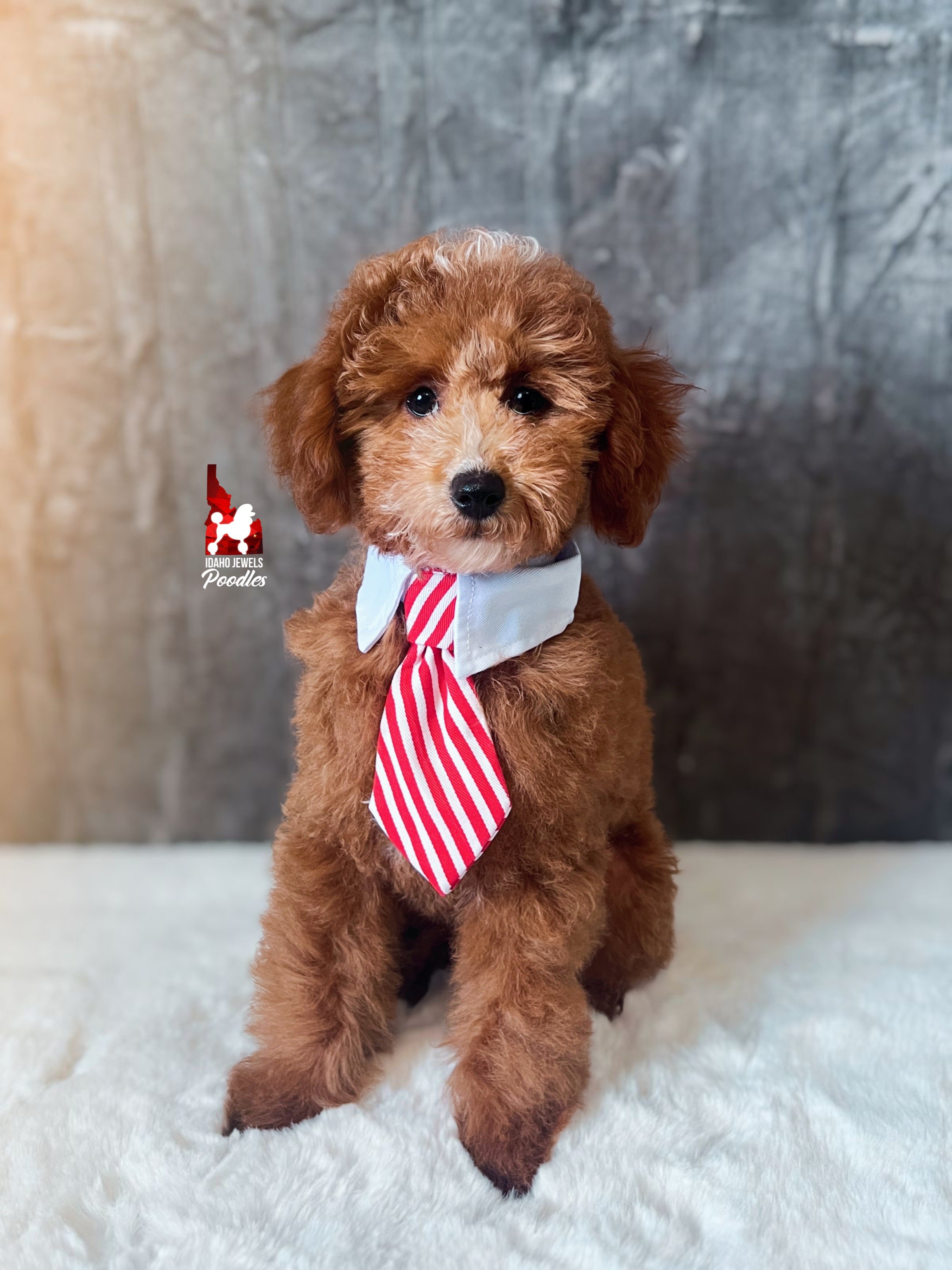 Flash - 16 wks-2.jpg