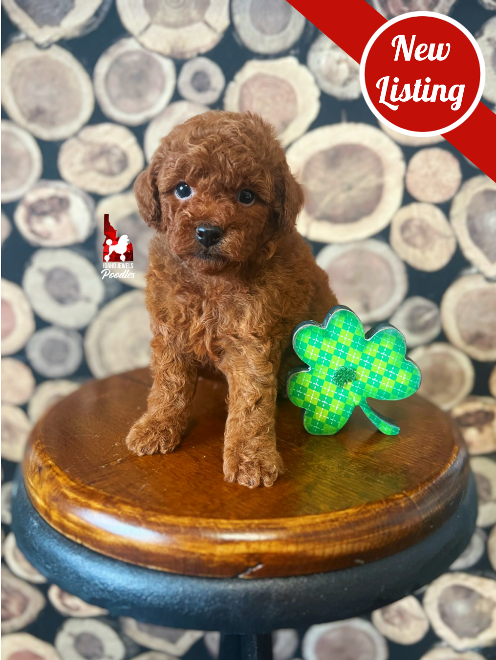 Carter, Red Toy Poodle Boy~ Pet