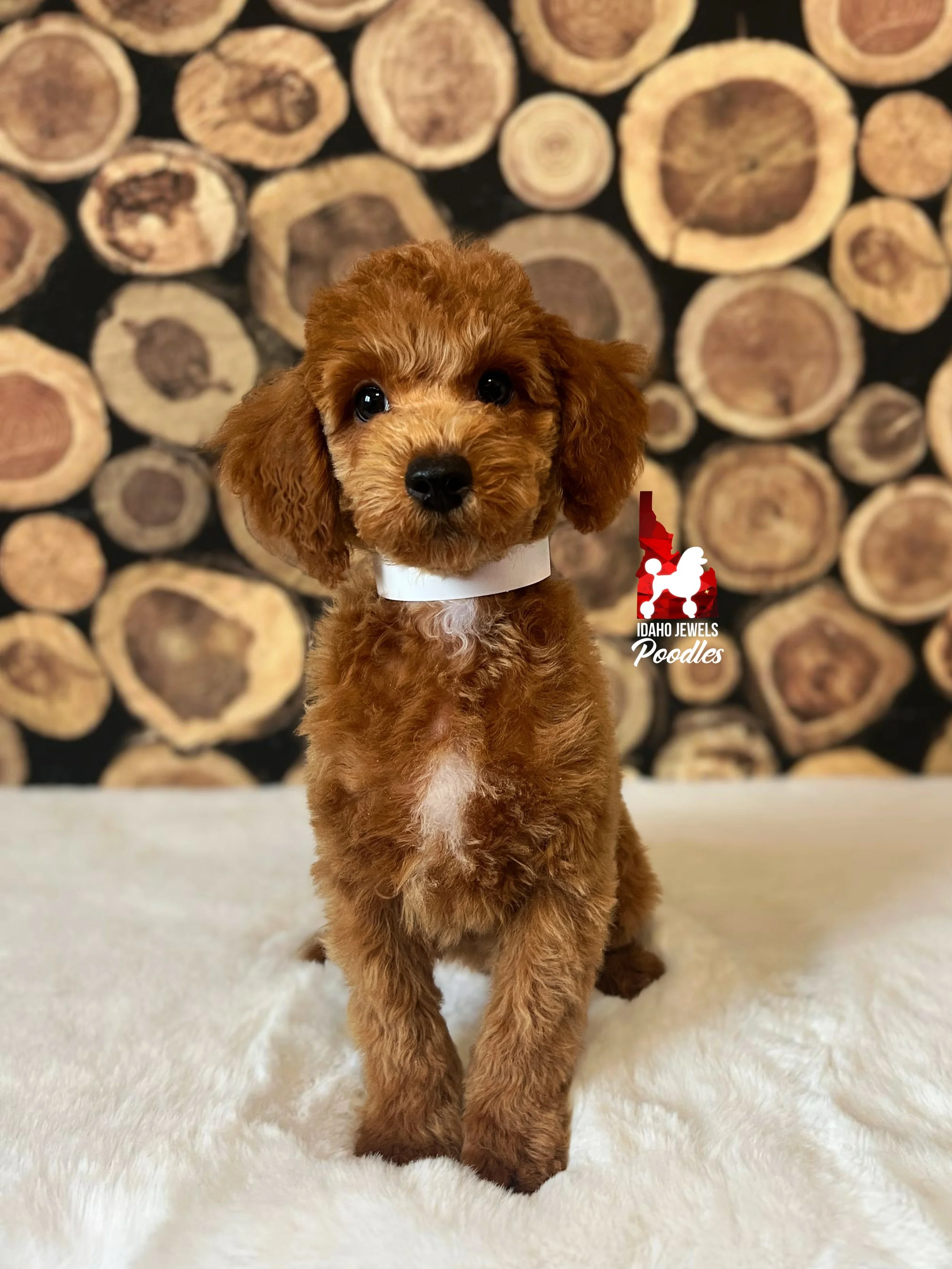 Oliver, Red with White Markings Mini Poodle Boy~ Pet