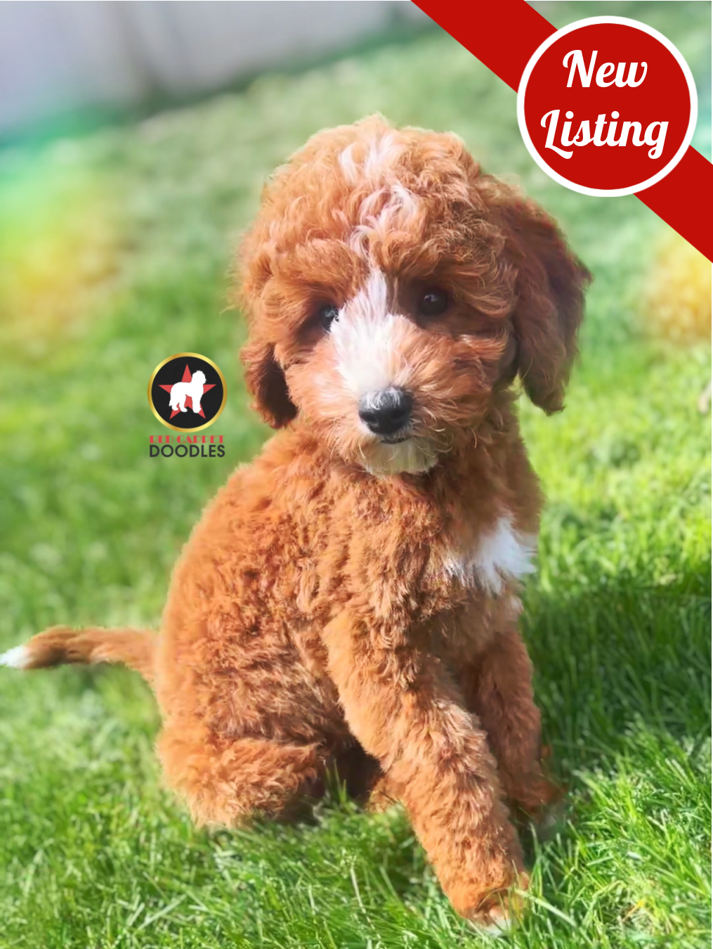Flint, Red w/ White Cavapoo Boy