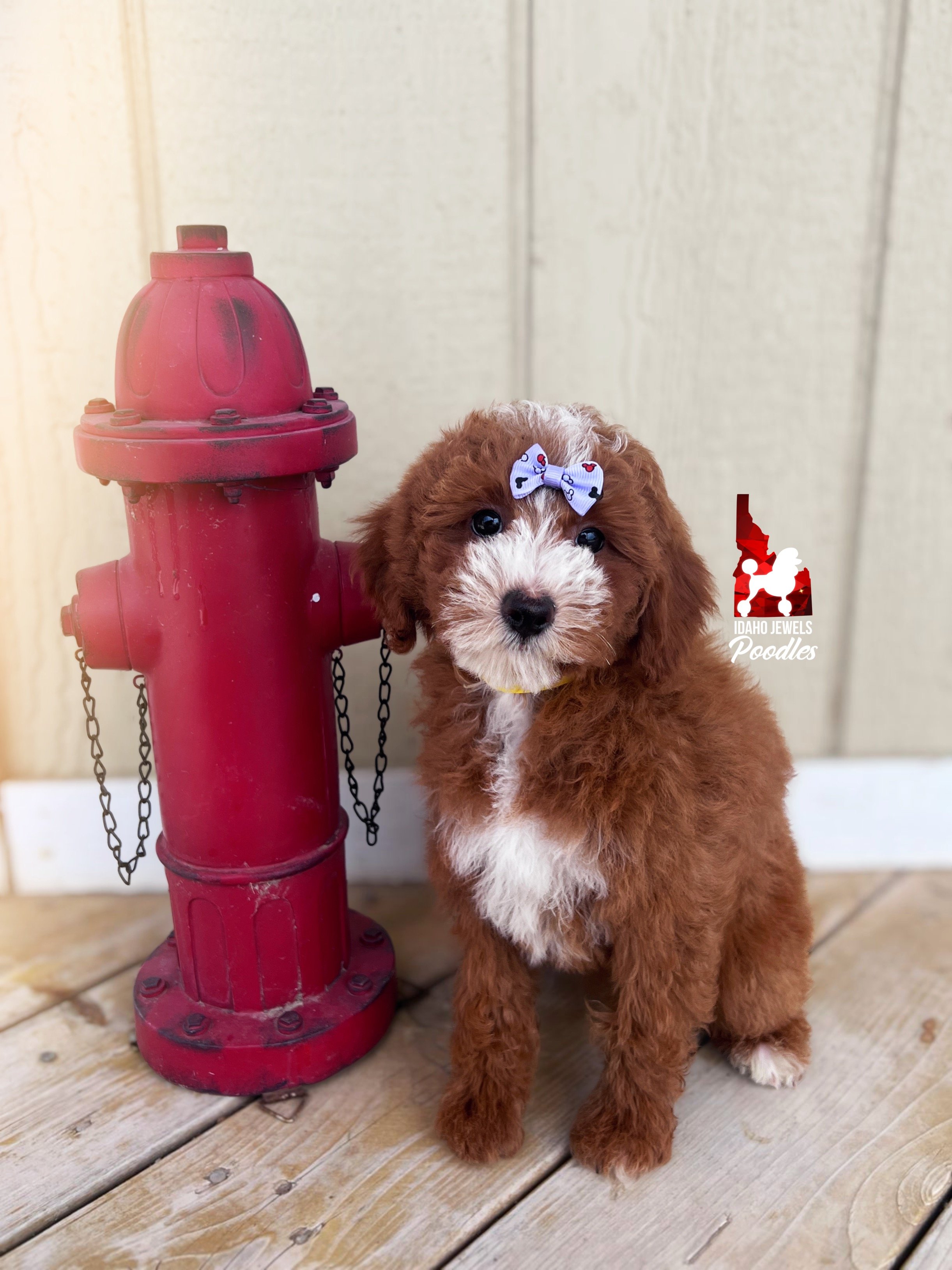 Daisy, Red w/White Mini Poodle Girl~ Pet