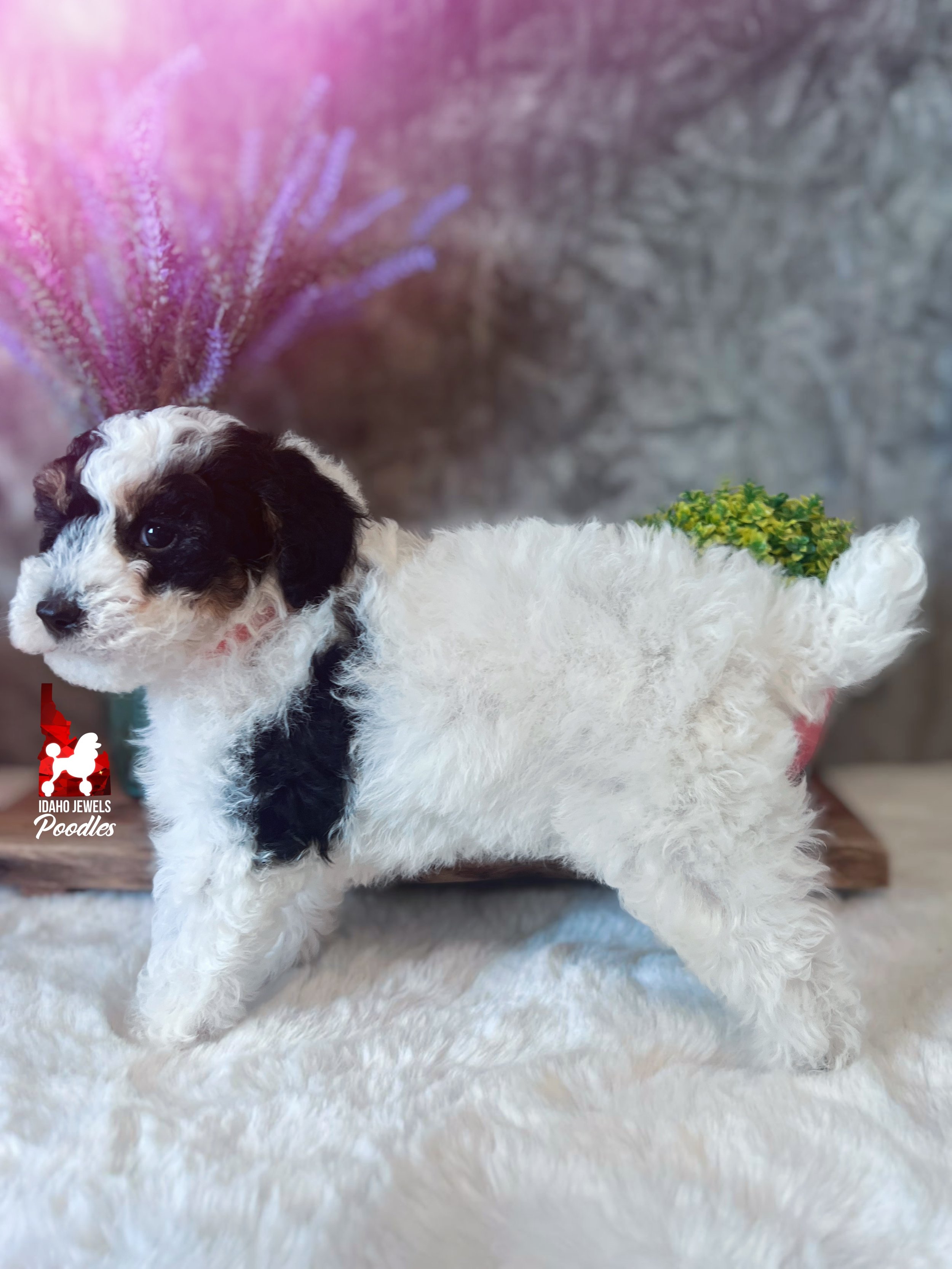 Divinity - 6 wks-4.jpg