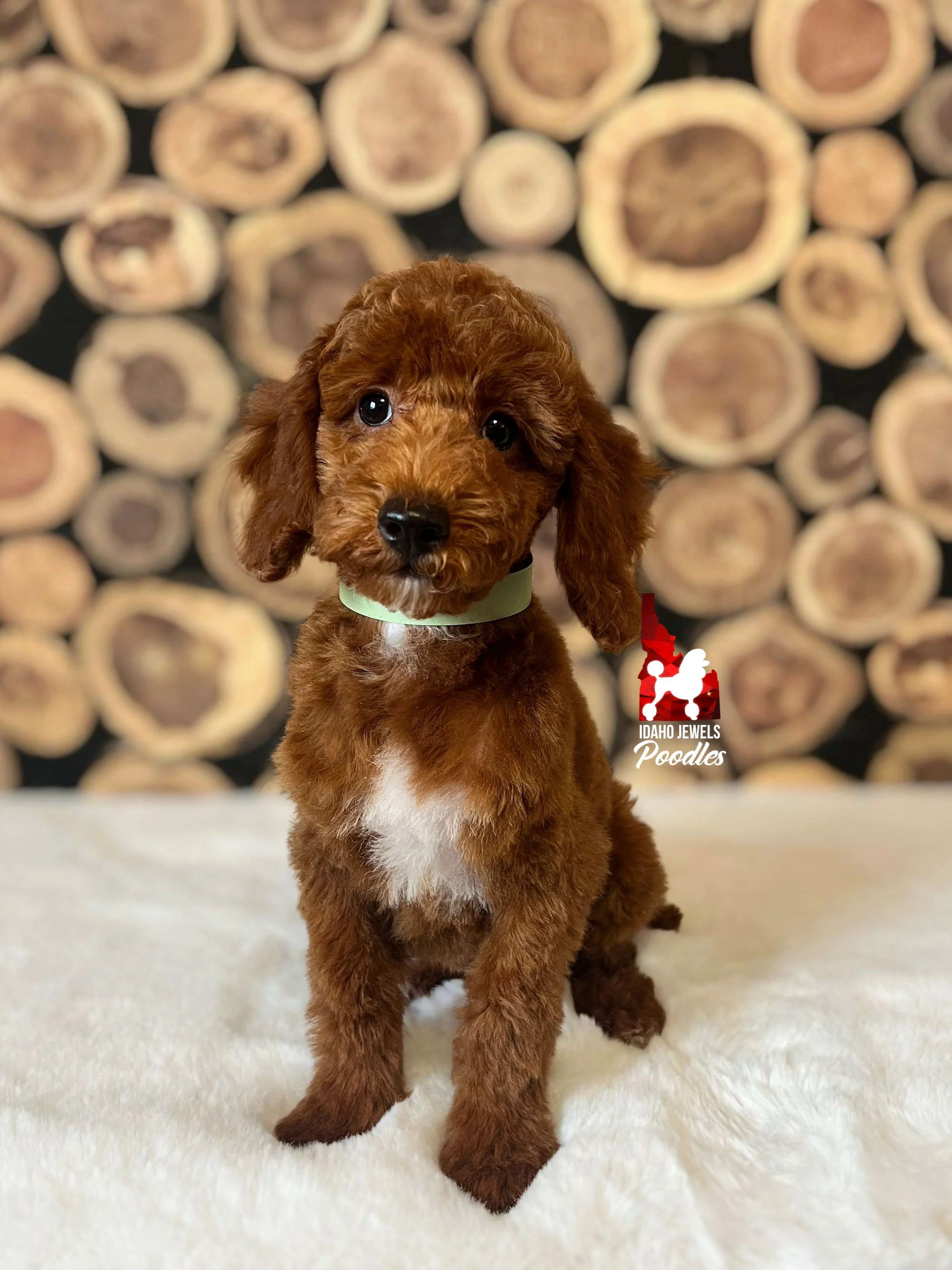 Oakley, Dark Red w/ White Markings Mini Poodle Boy~ Pet