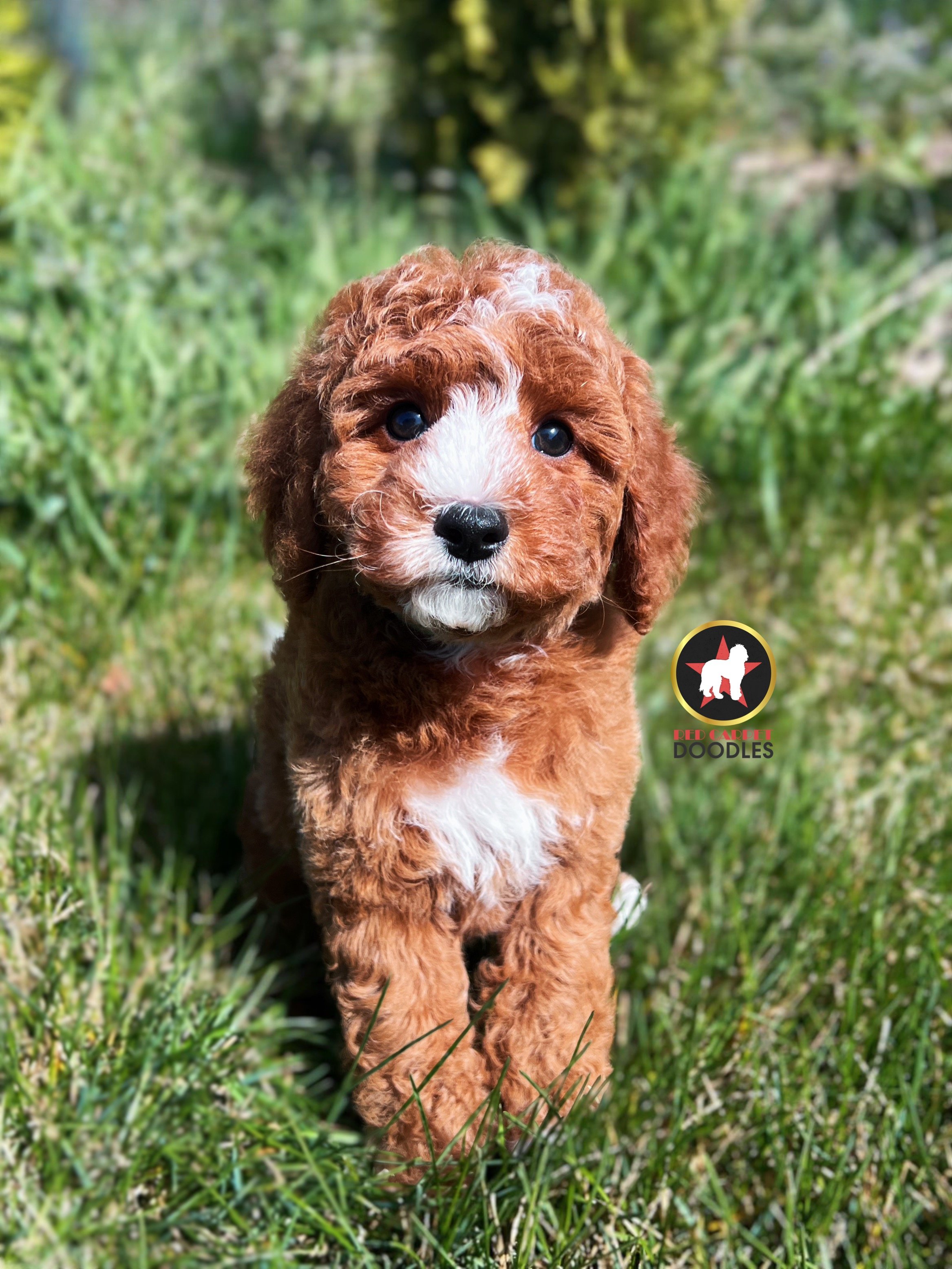 Flint - 8 wks-1.jpg