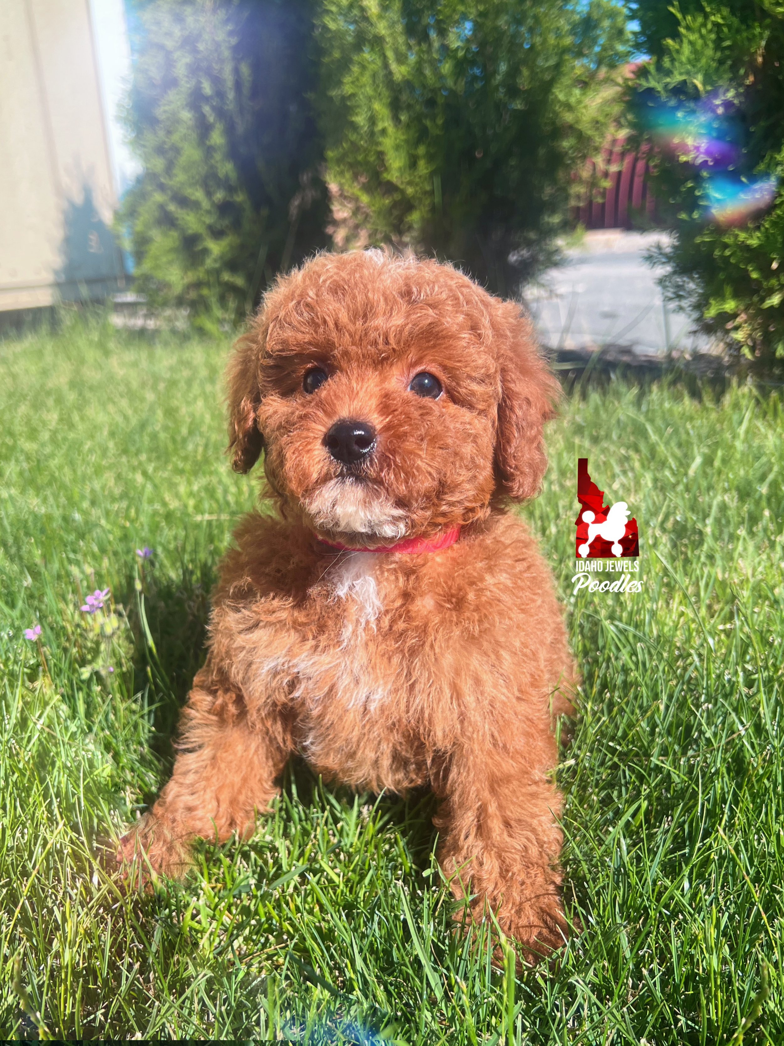 Bramble, Red Toy Poodle Boy~ Pet