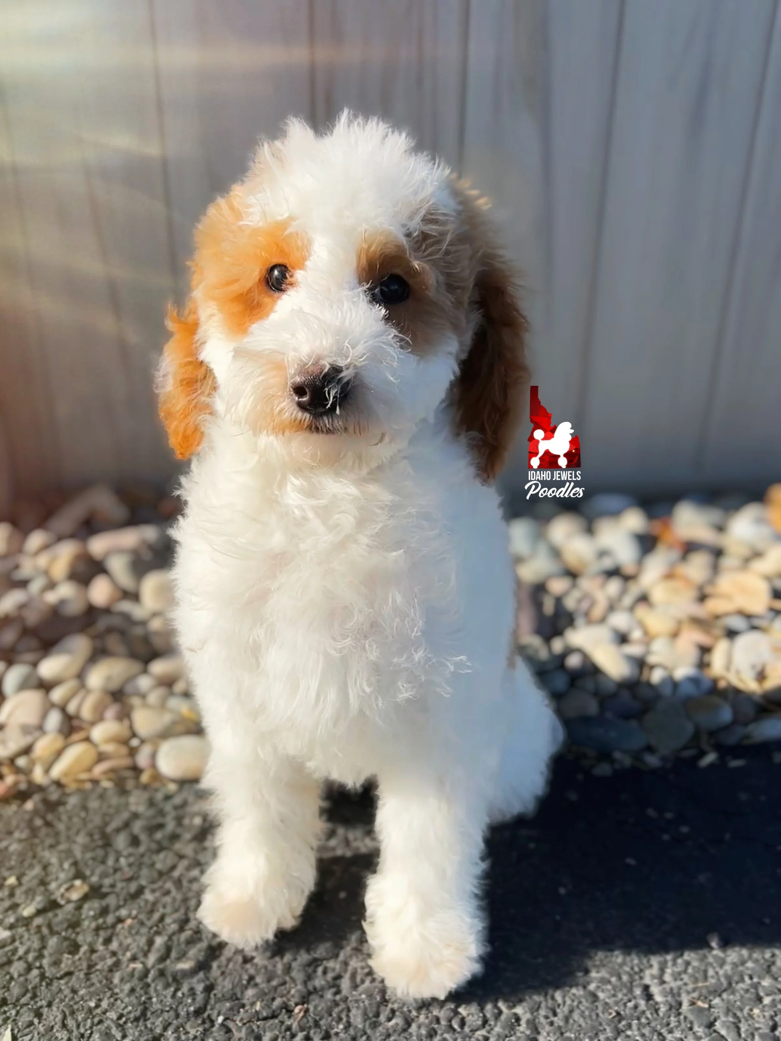 Teddy - 19 wks (3).jpeg