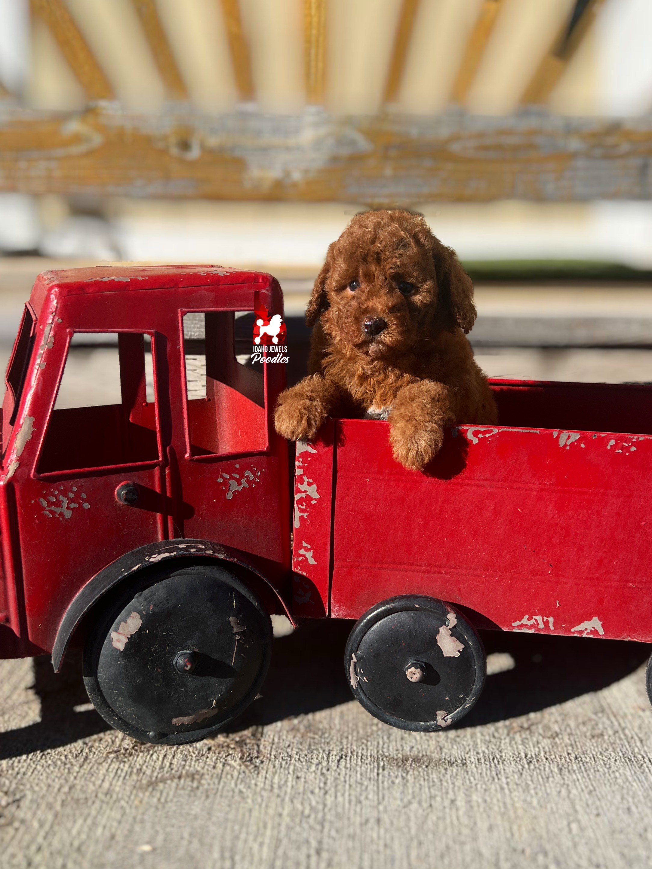 Zia - 6 wks (2).jpeg