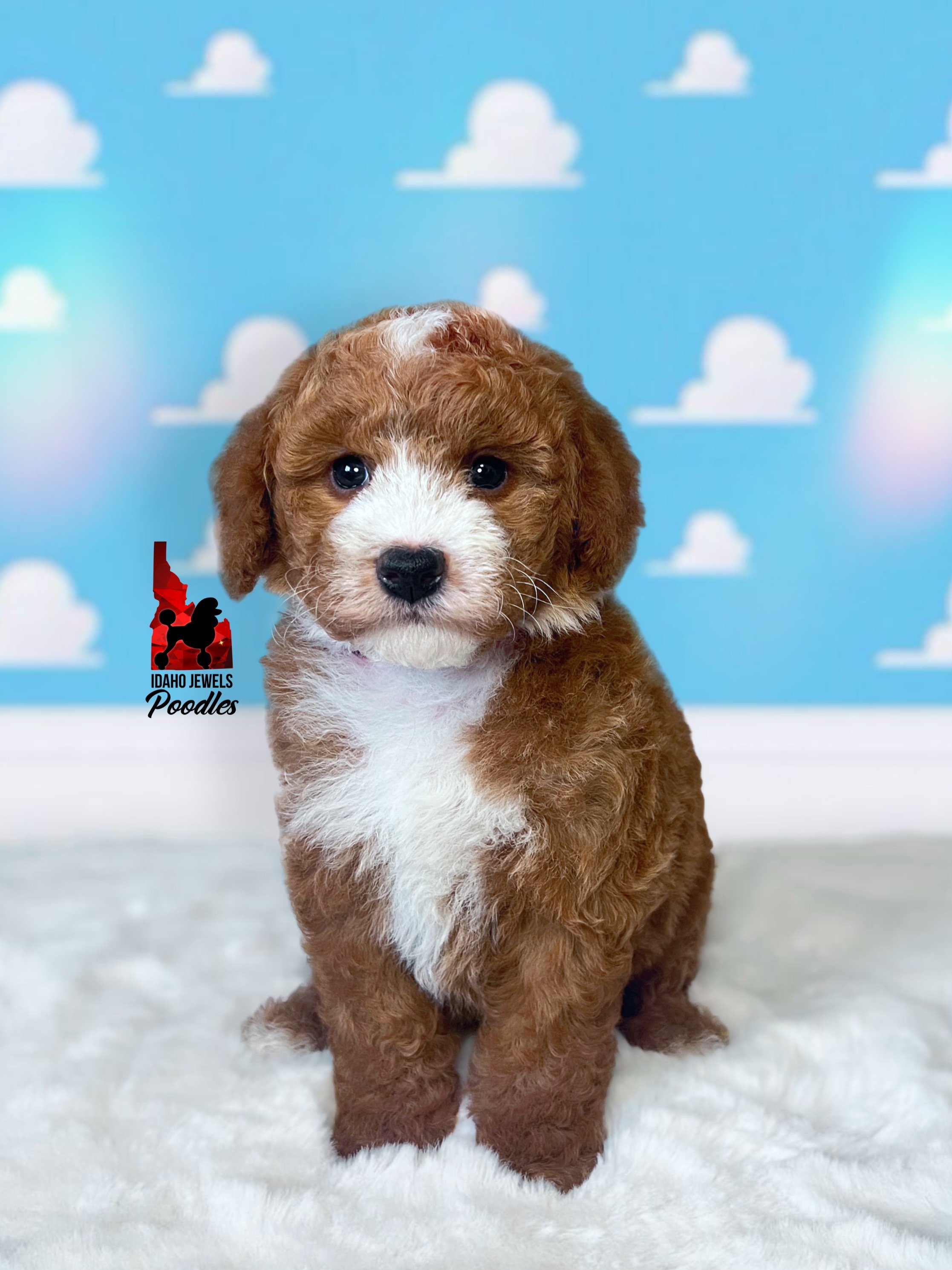 Woody - 6 wks.jpg