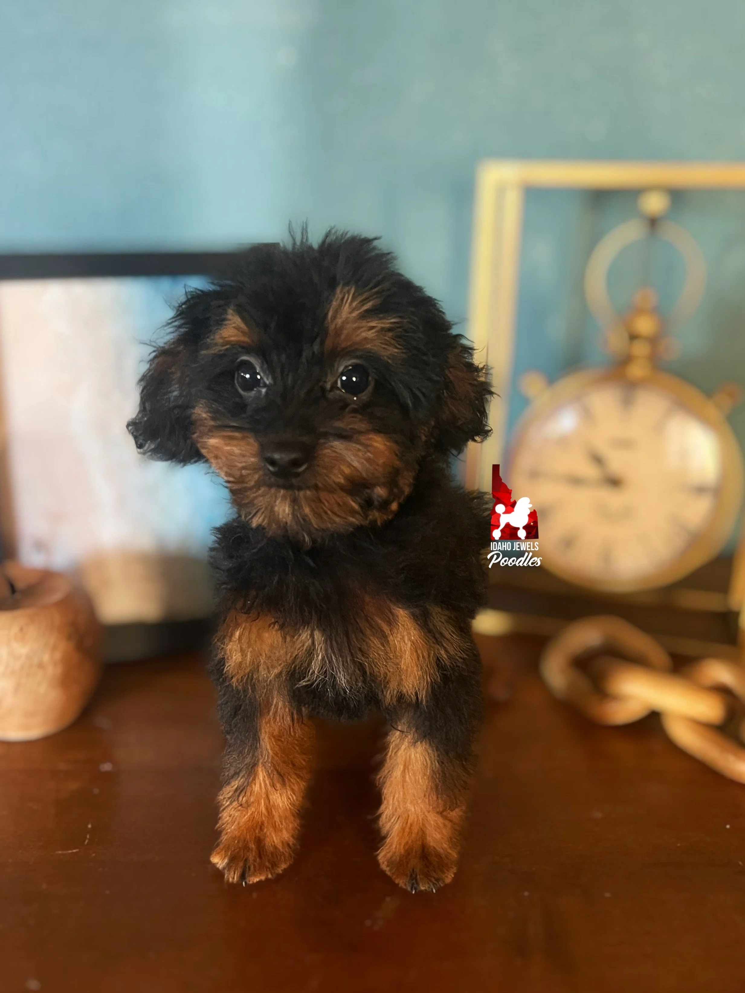 Miles, Phantom with White Markings "Tiny Toy" Boy