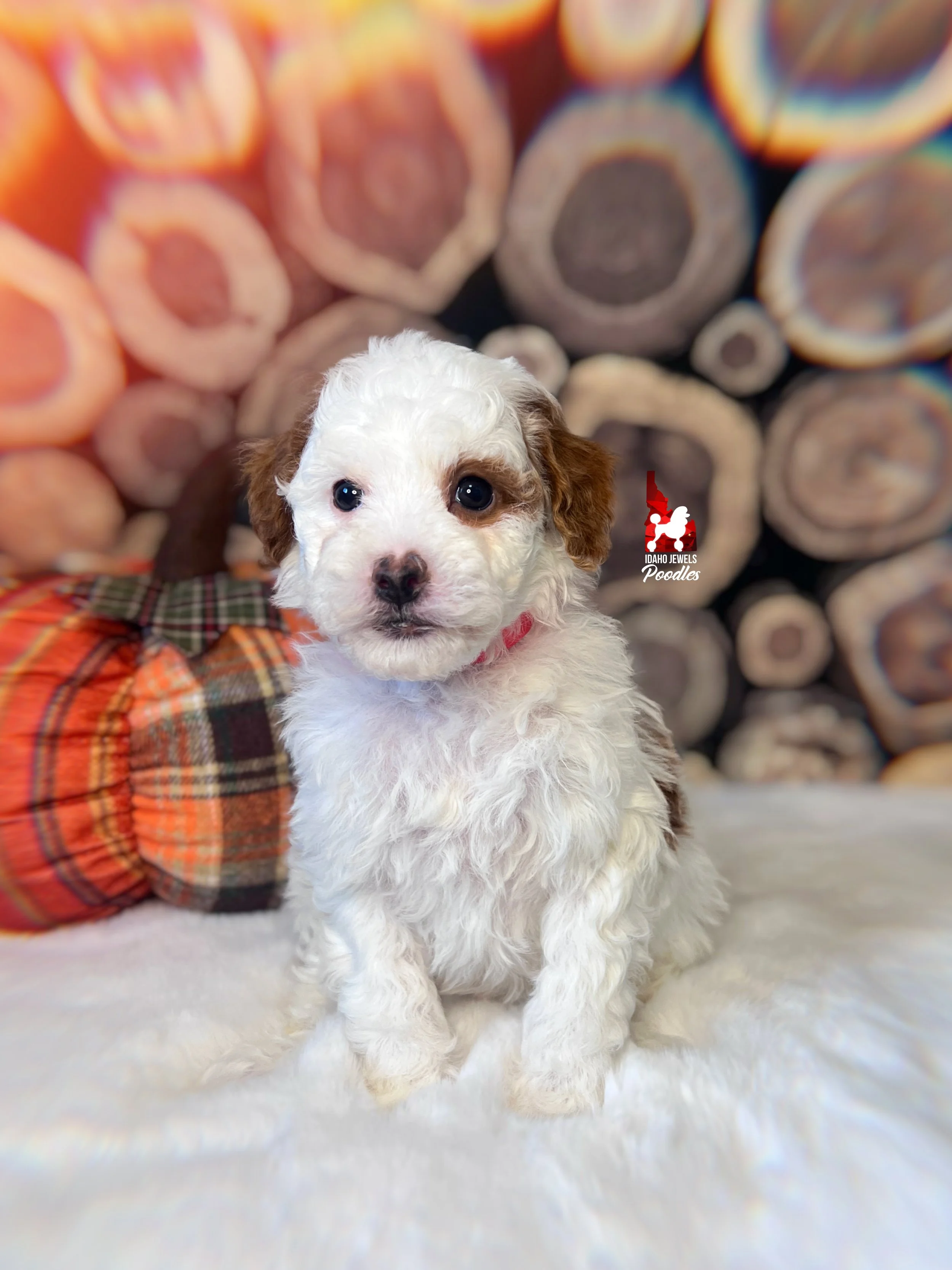 Paprika - 6 wks-2.jpg
