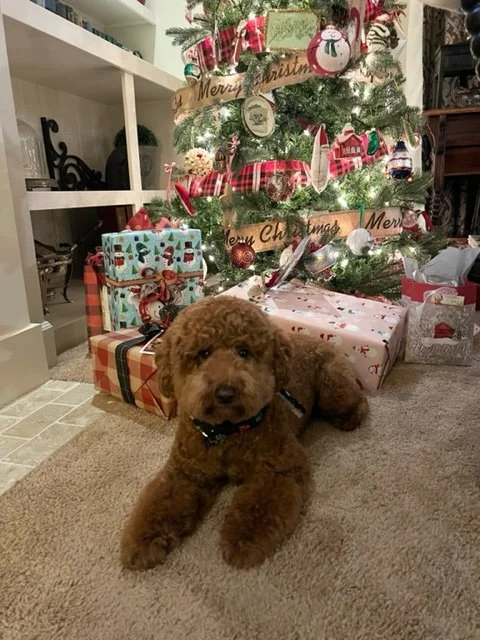 Junebug Dodger W22 Walker nka Charlie Brown, now owned by Anne in OR CHRISTMAS (2).jpeg