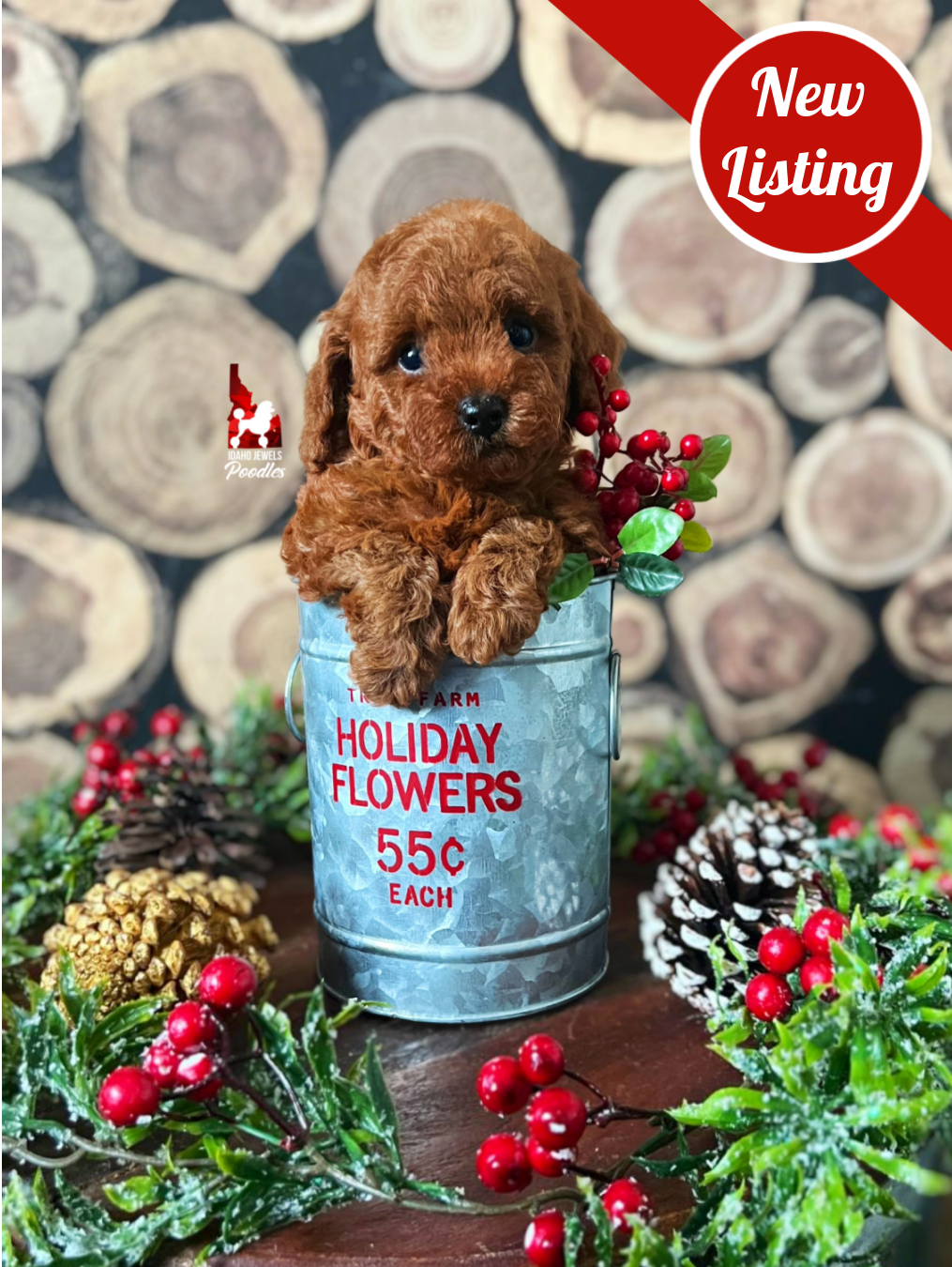 Buddy - New Listing Badge.png