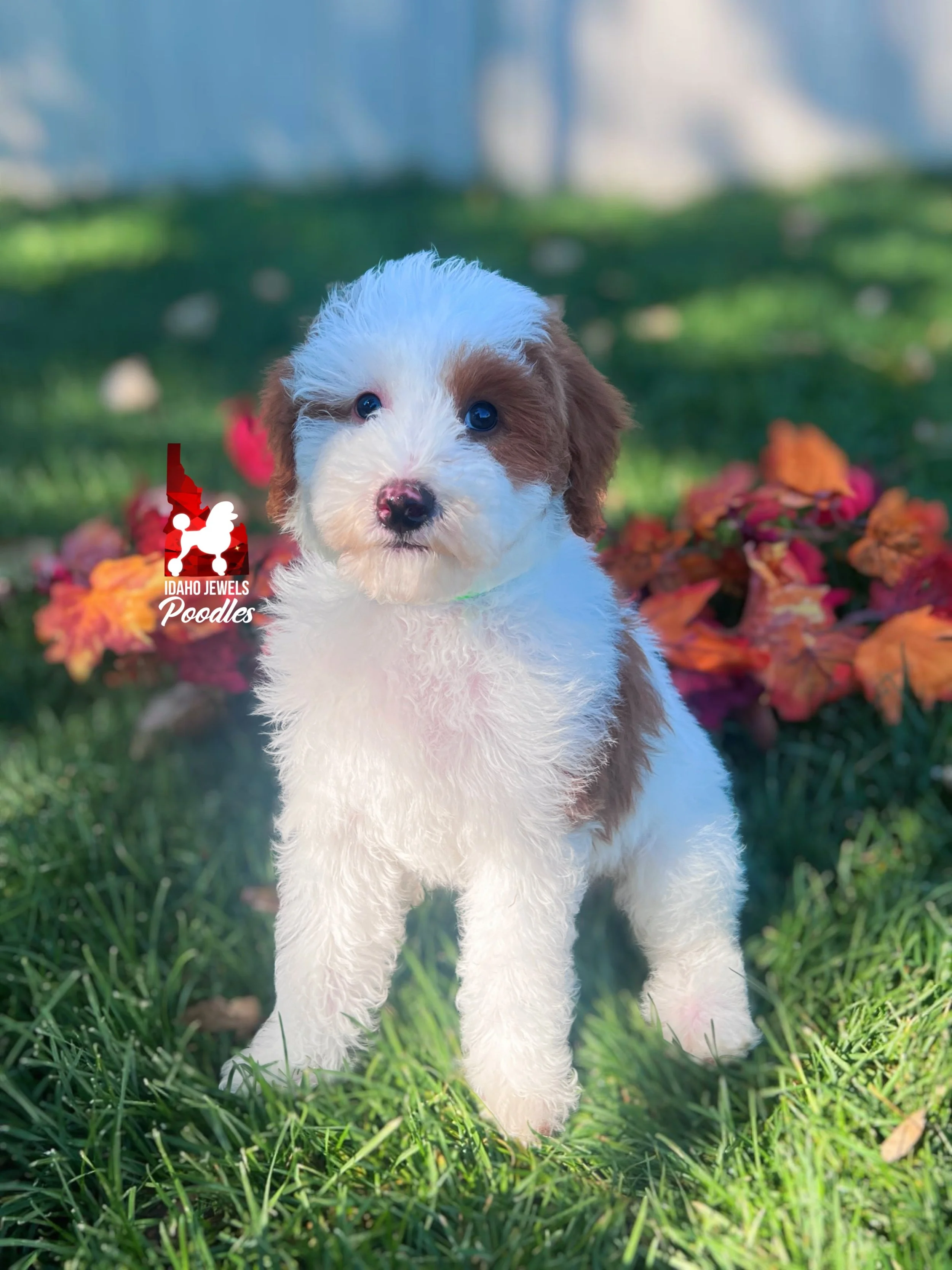 Curry, Red Parti Mini/Moyen Poodle Boy~ Breeder or Pet