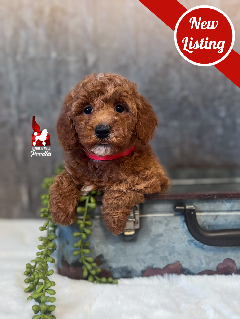 Audrey, Red Mini Poodle Girl~ Pet