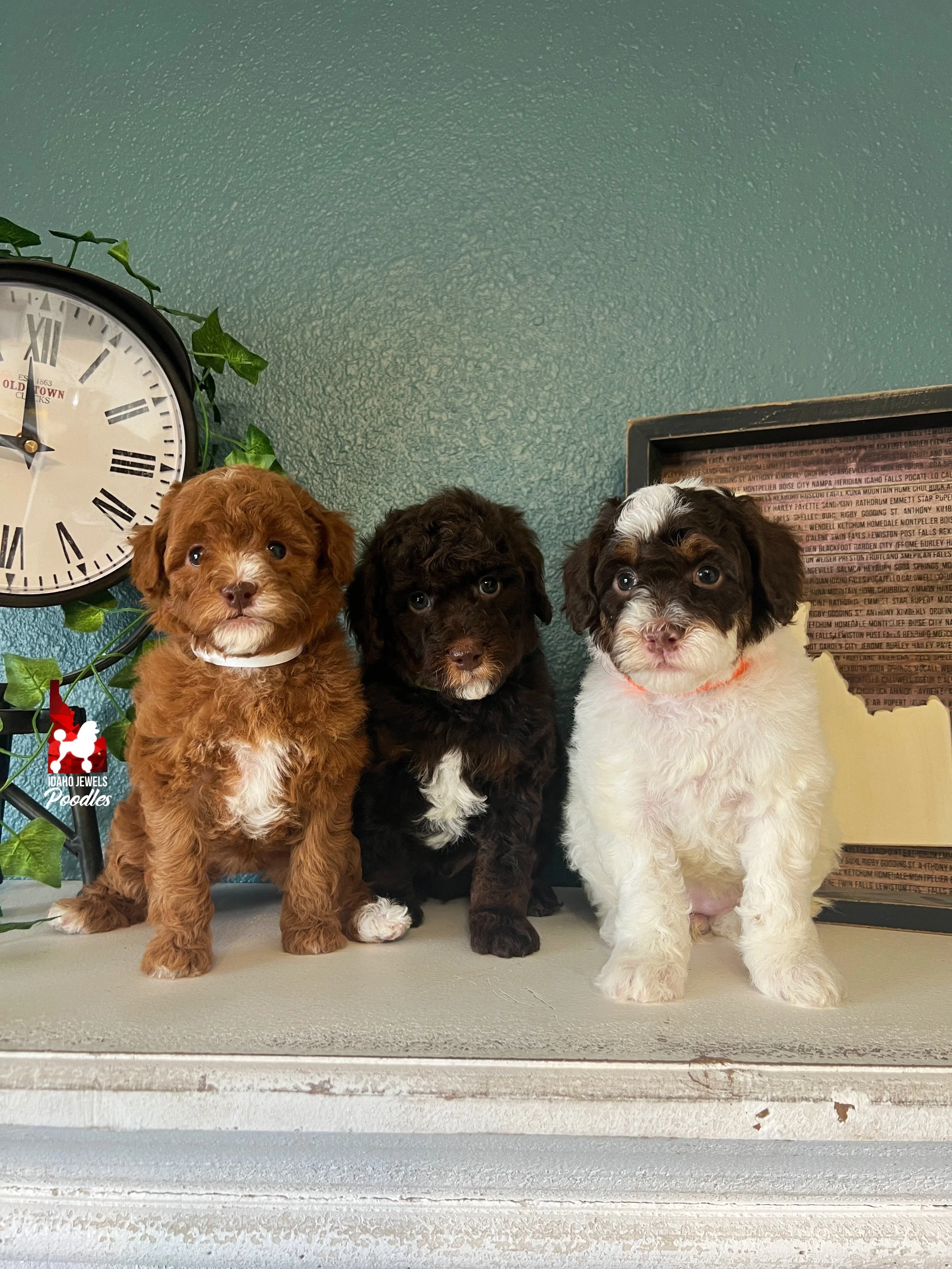 Moira & Twix's - 6 wks.jpeg