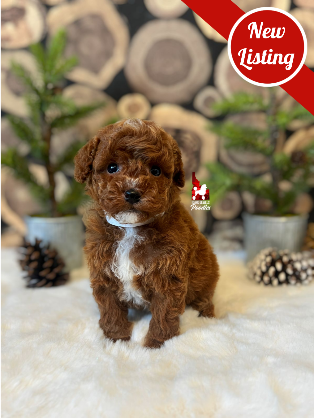 Oliver, Red with White Markings Mini Poodle Boy~ Pet