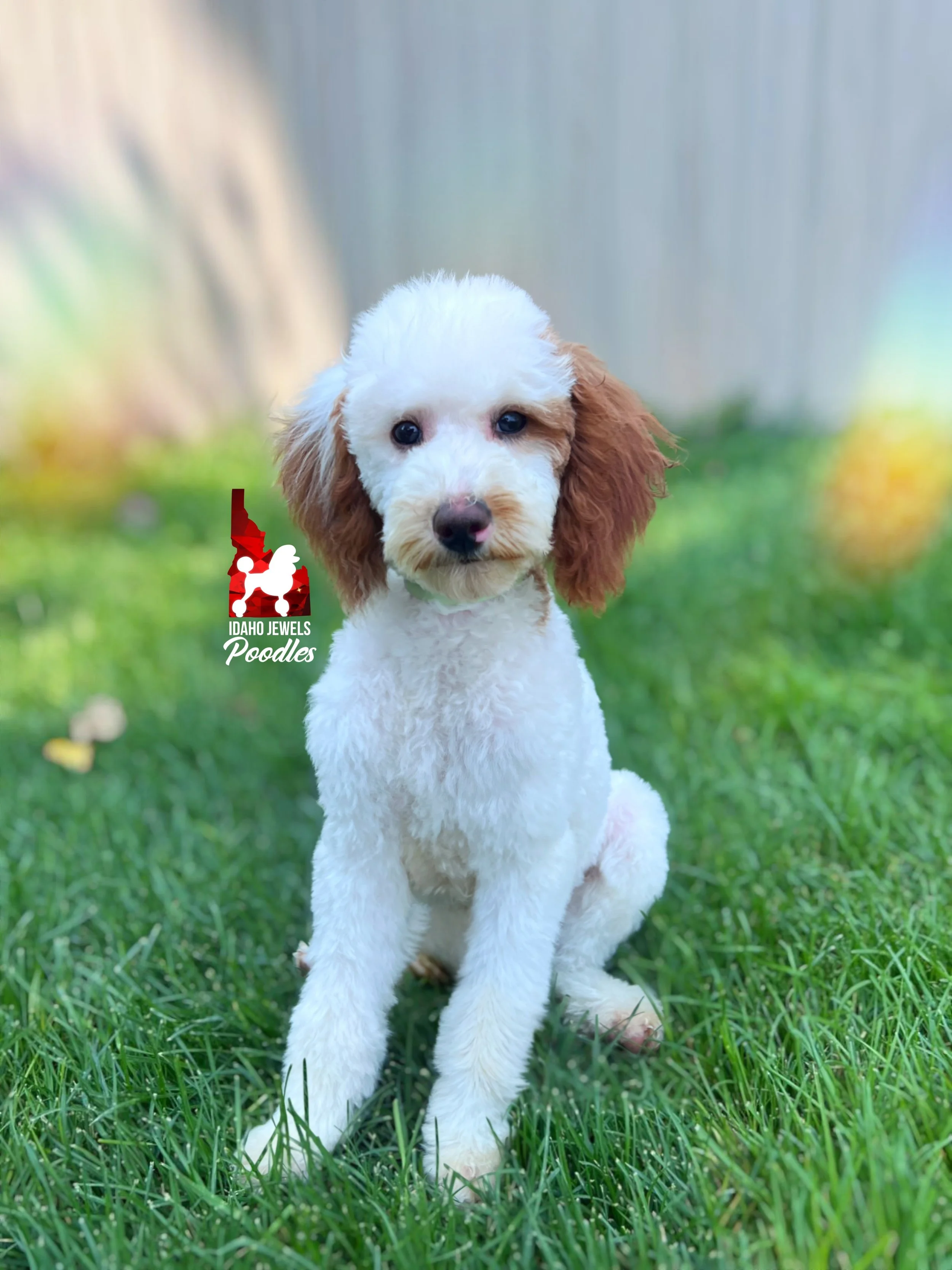 Nala - 20 wks-1.jpg