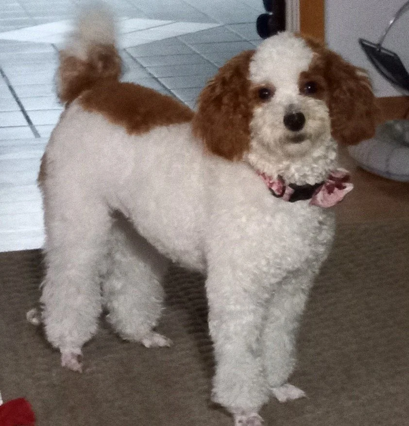 Suzie Dragon Twinkle nka Wobit Sally McCasland 7 lbs maturity.jpg
