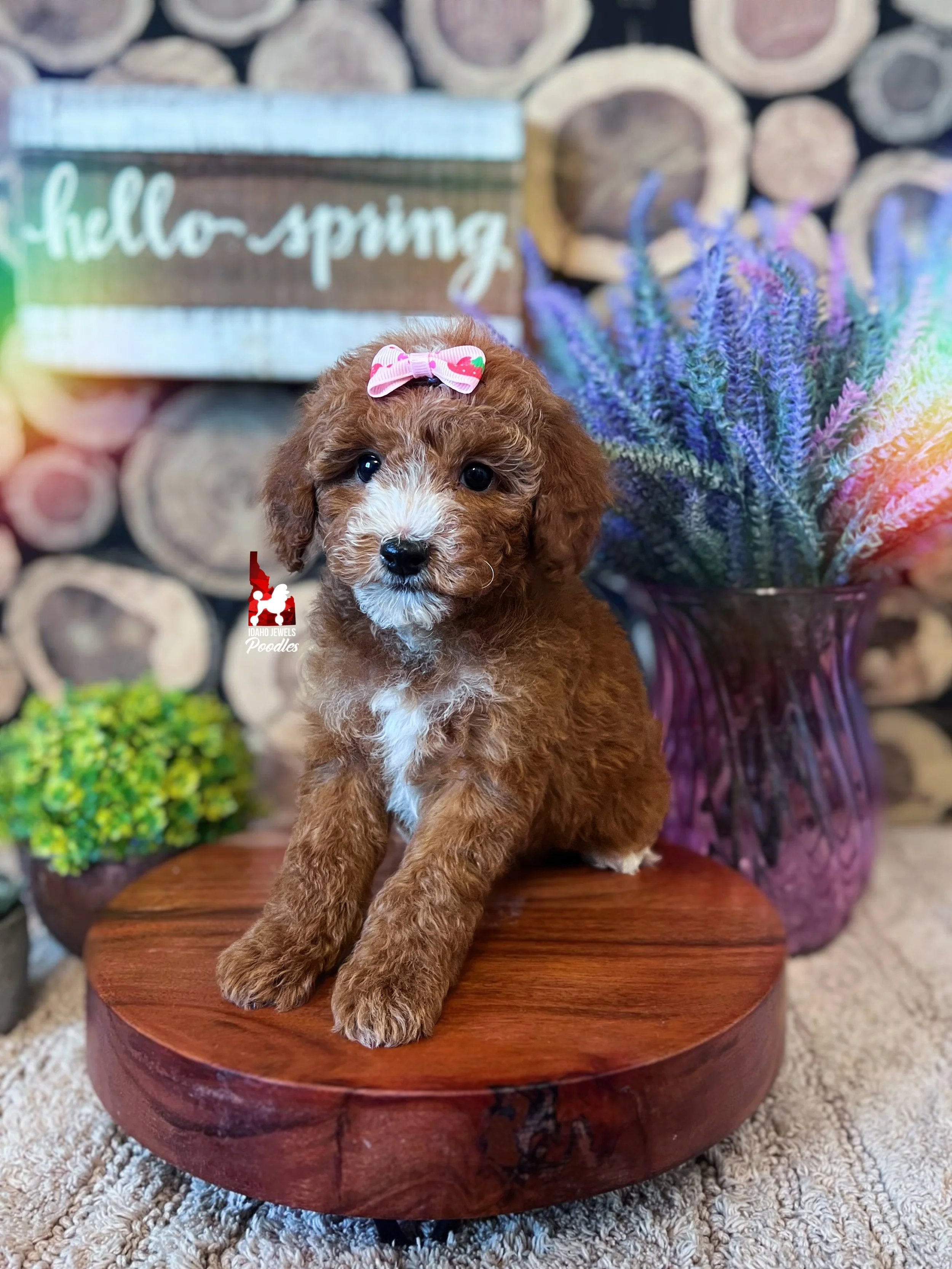 Florence - 8 wks.jpg