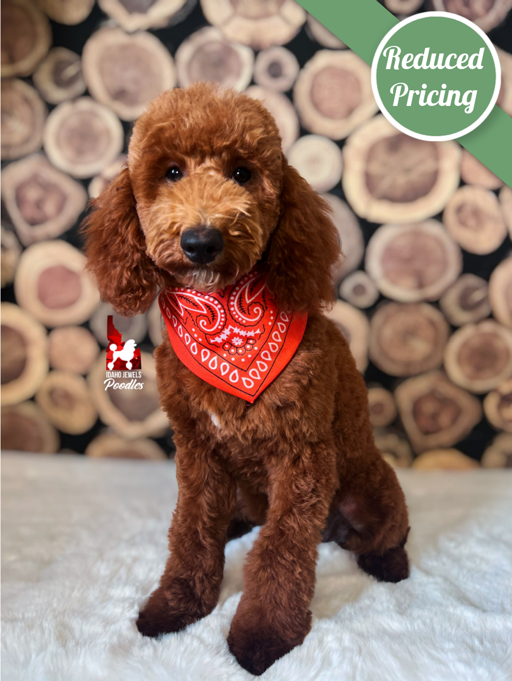 Audrey, Red Large Mini/Small Moyen Poodle Girl~ Pet