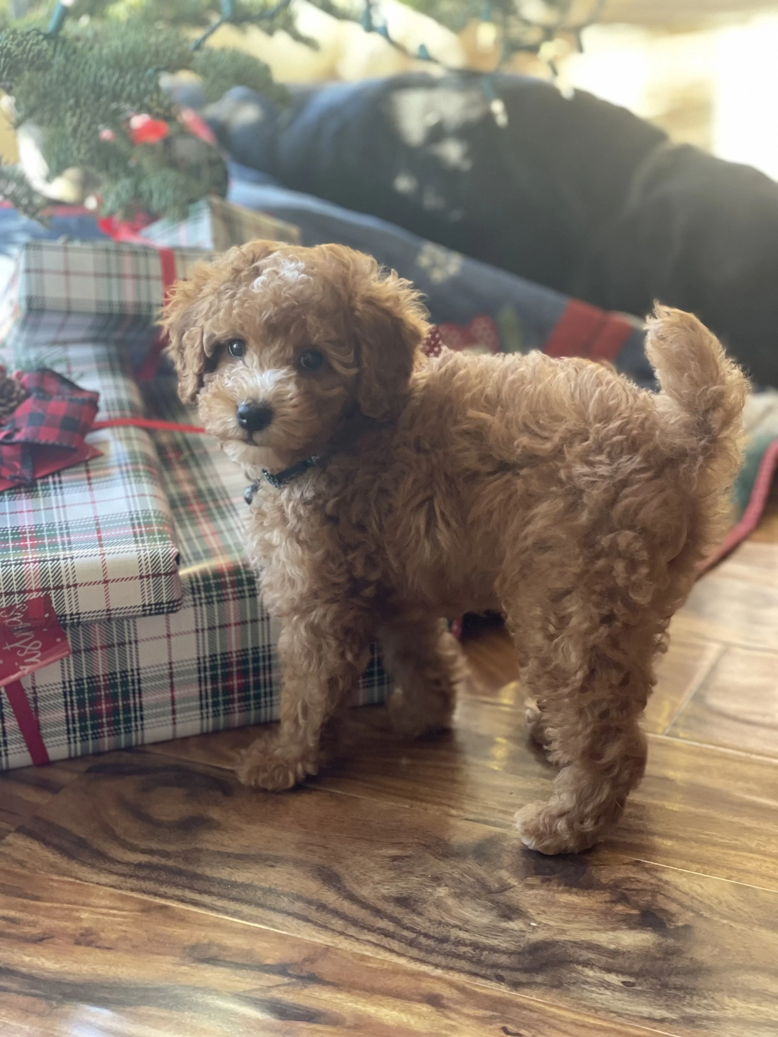 Harley Jett F24 Jingle nka Trigger.jpeg