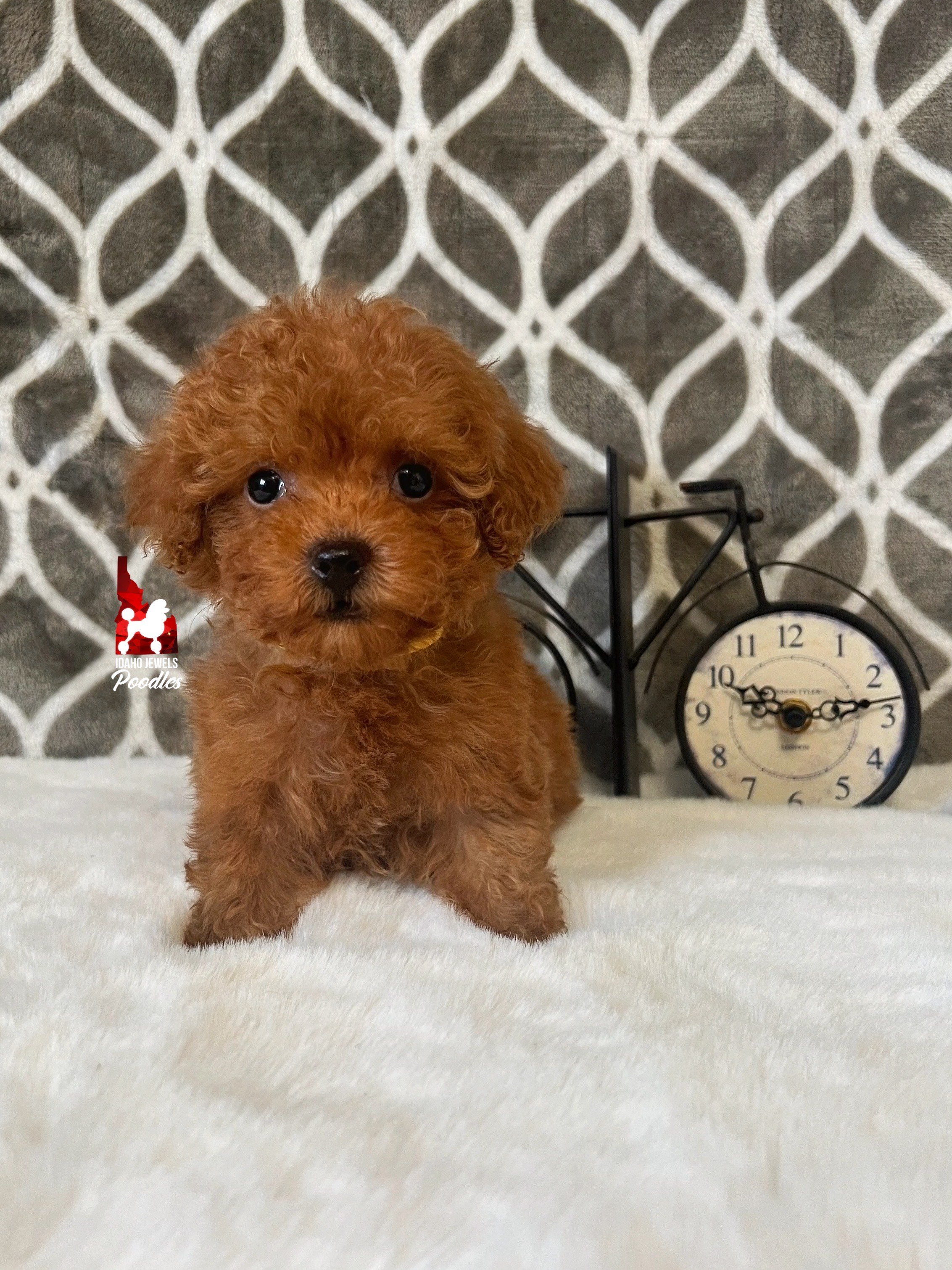 Reese - 8 wks.jpeg