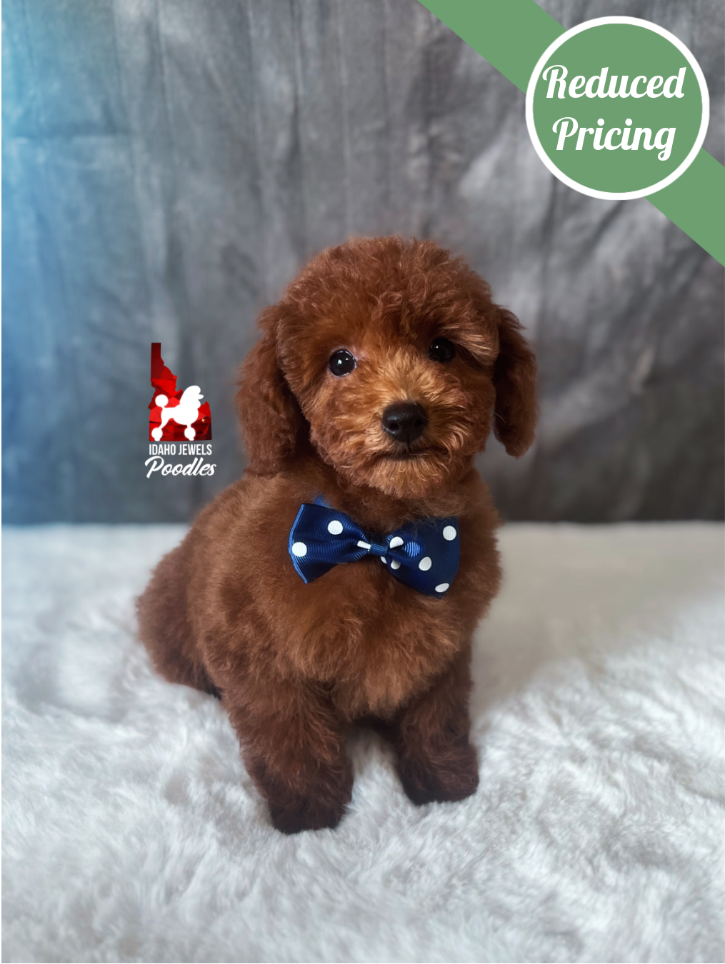Balto, Red Toy Poodle Boy~ Breeder or Pet