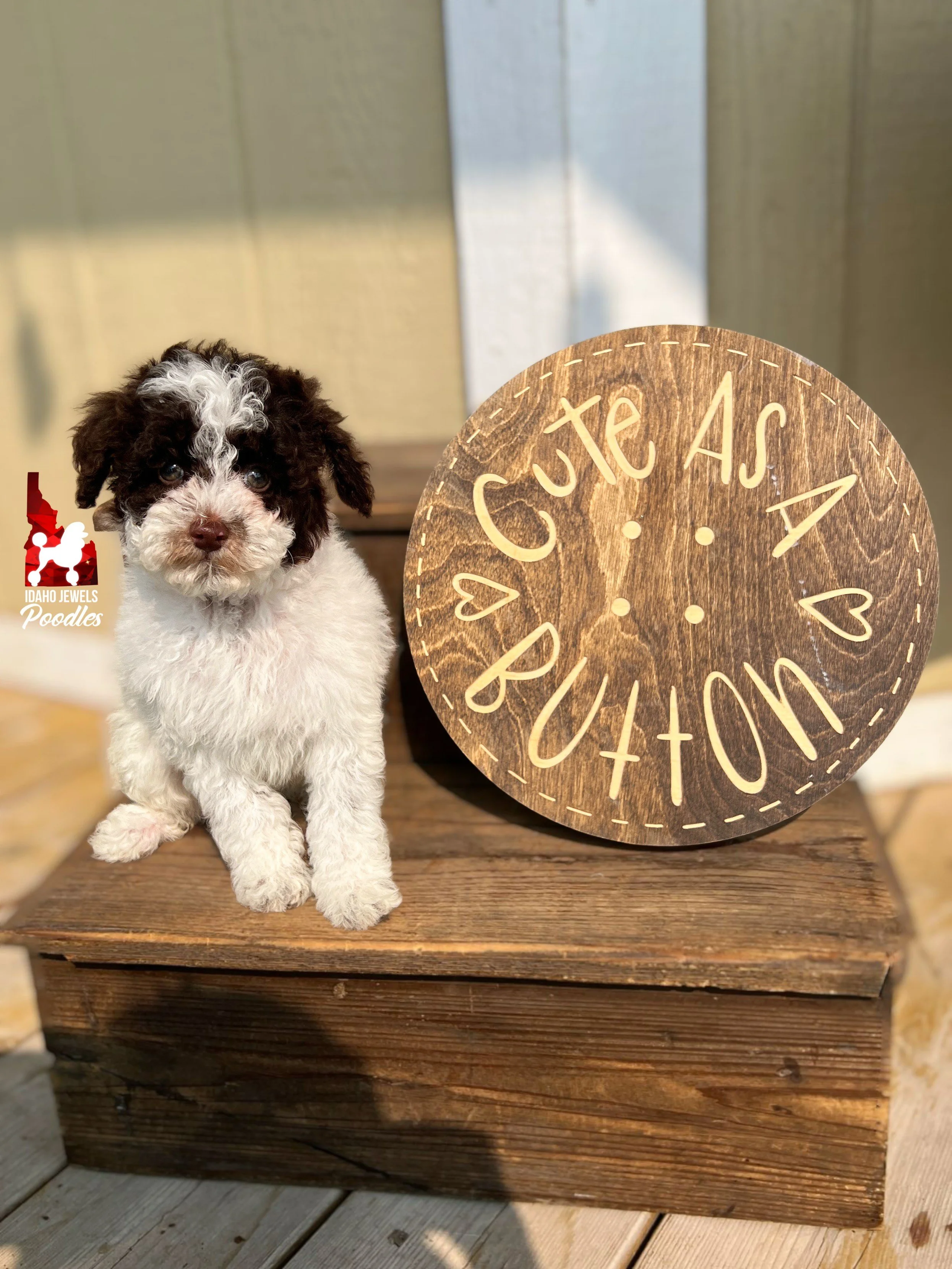 Nico - 8 wks.jpeg