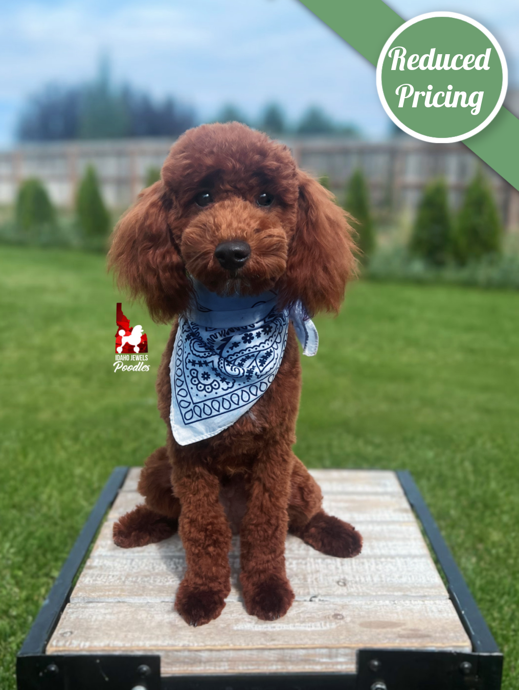 Biscuit, Red Large Mini Poodle Boy ~ Breeder or Pet