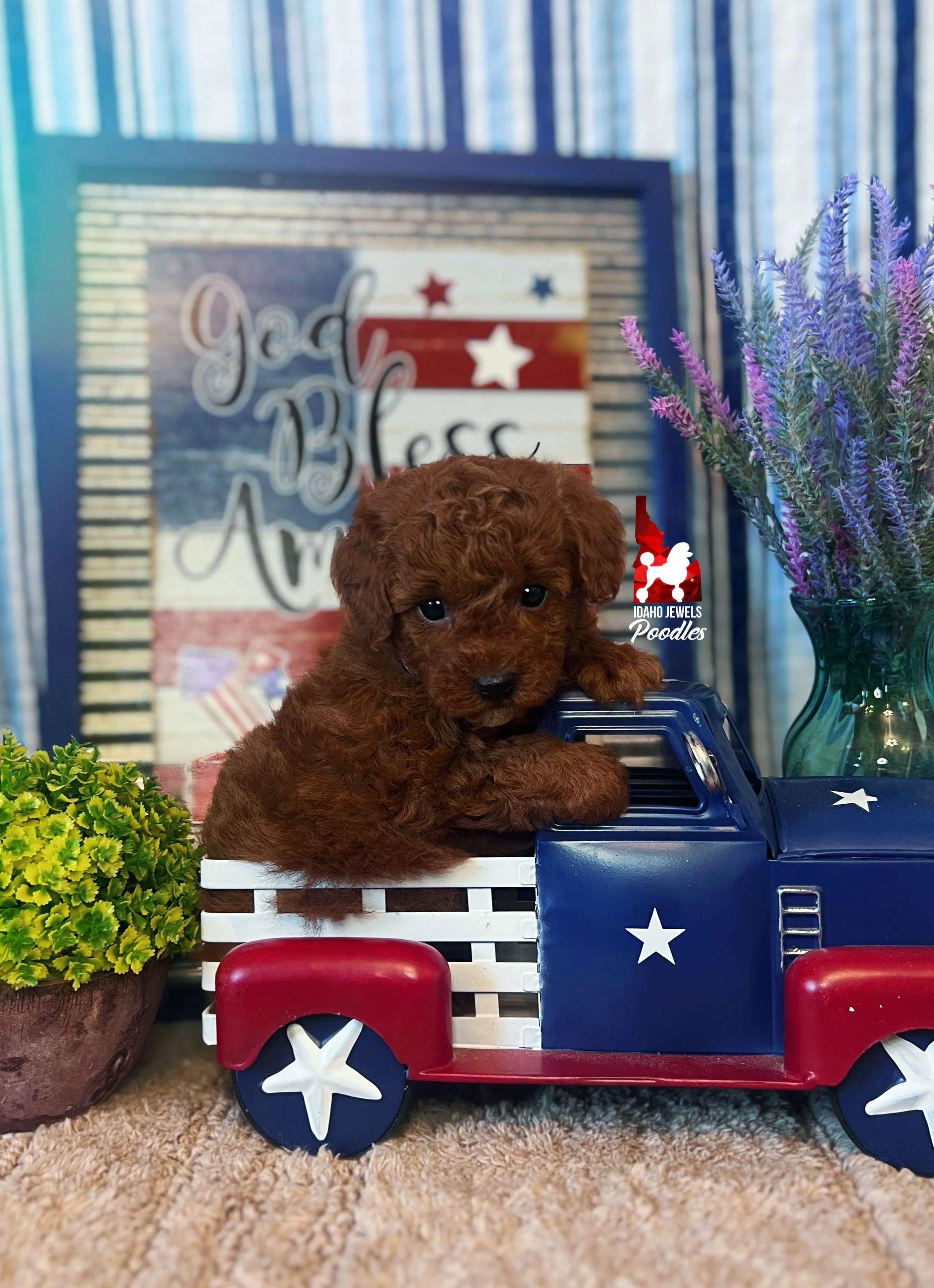 Juniper - 6 wks-2.jpg