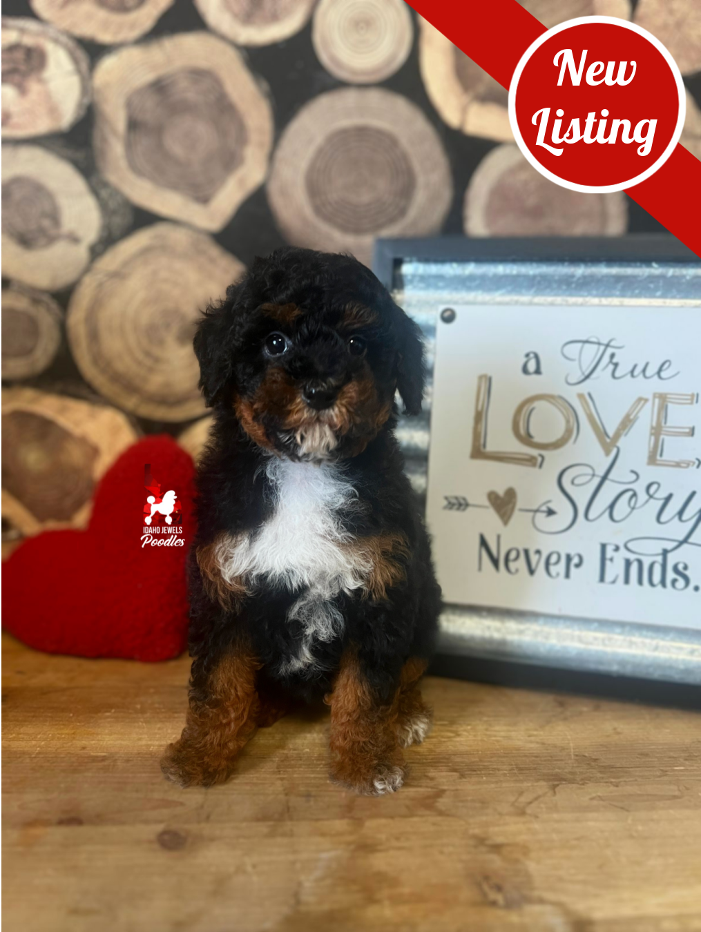 Vegas, Black Phantom Abstract Mini Poodle Boy ~ Pet