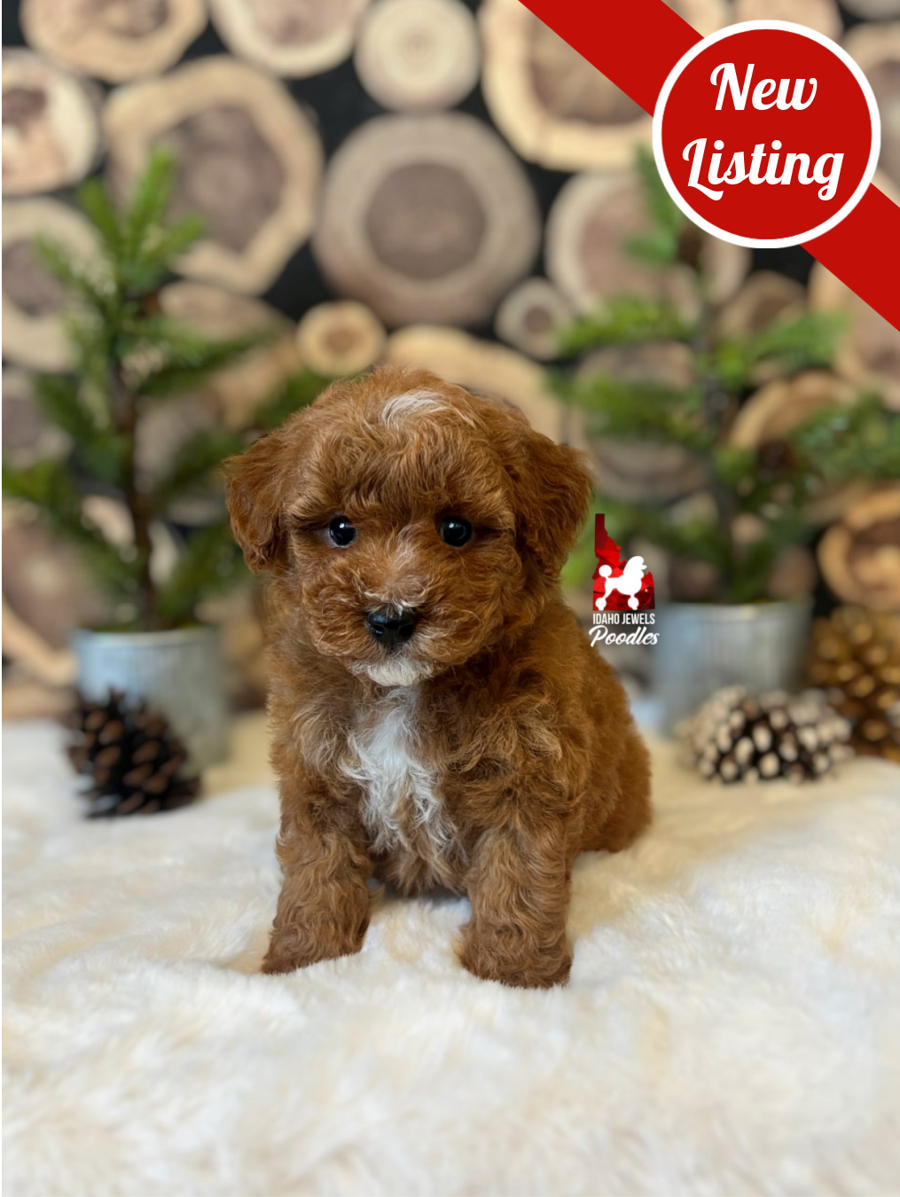Sunny, Red w/ White Markings Mini Poodle Boy~ Pet