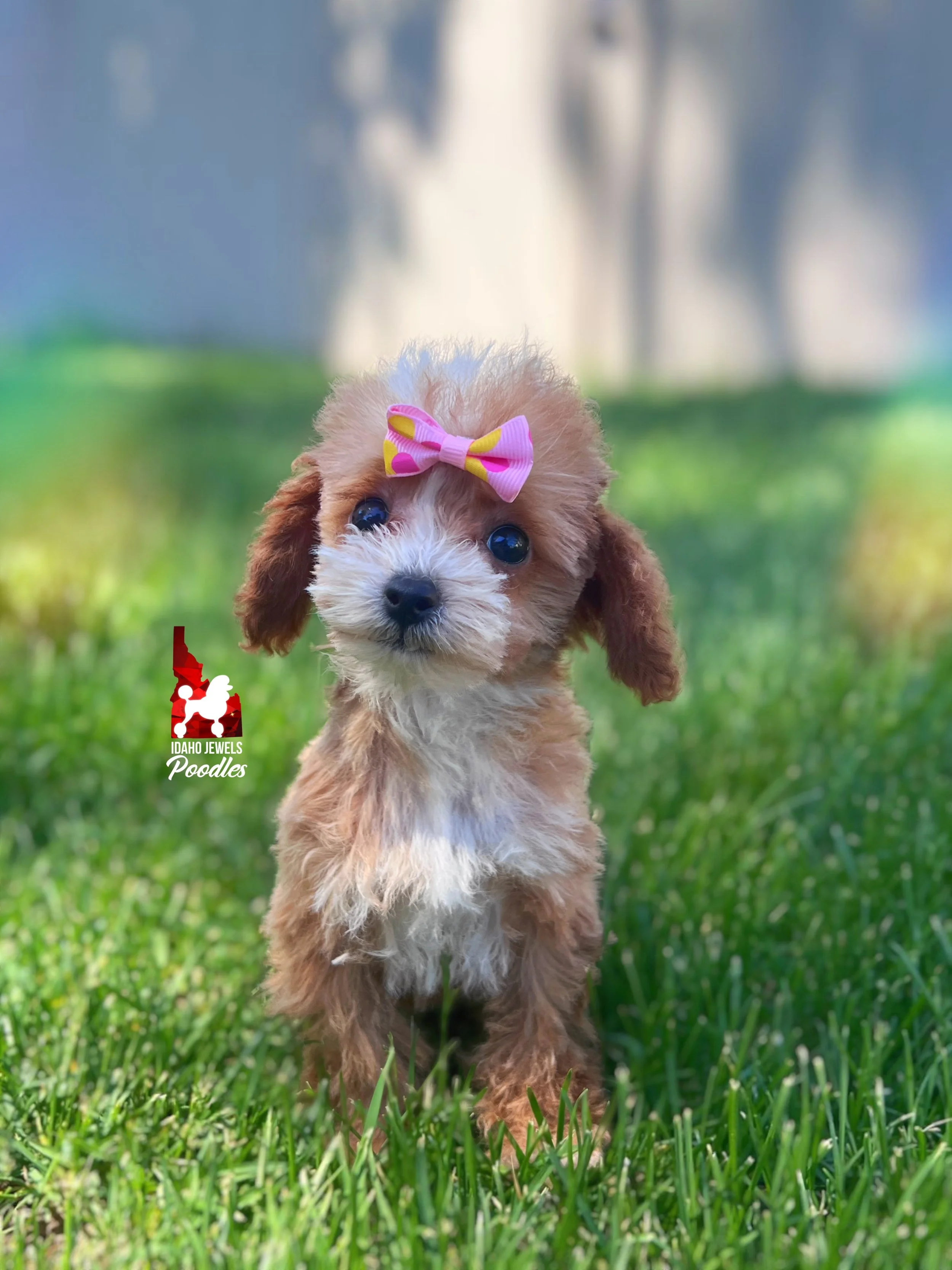 Peach - 12 wks-5.jpg