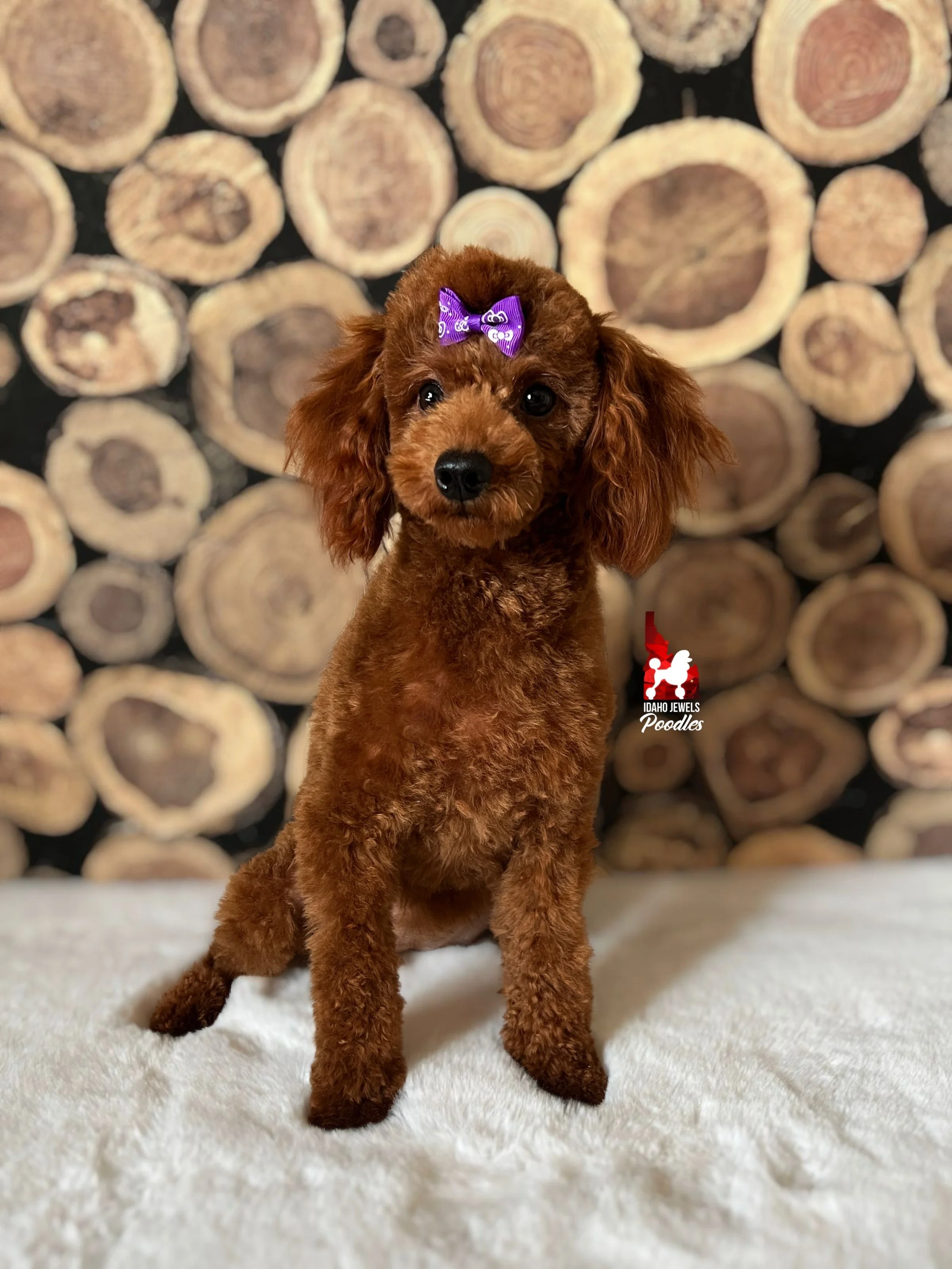 Daphne - fluffy face (3).jpeg