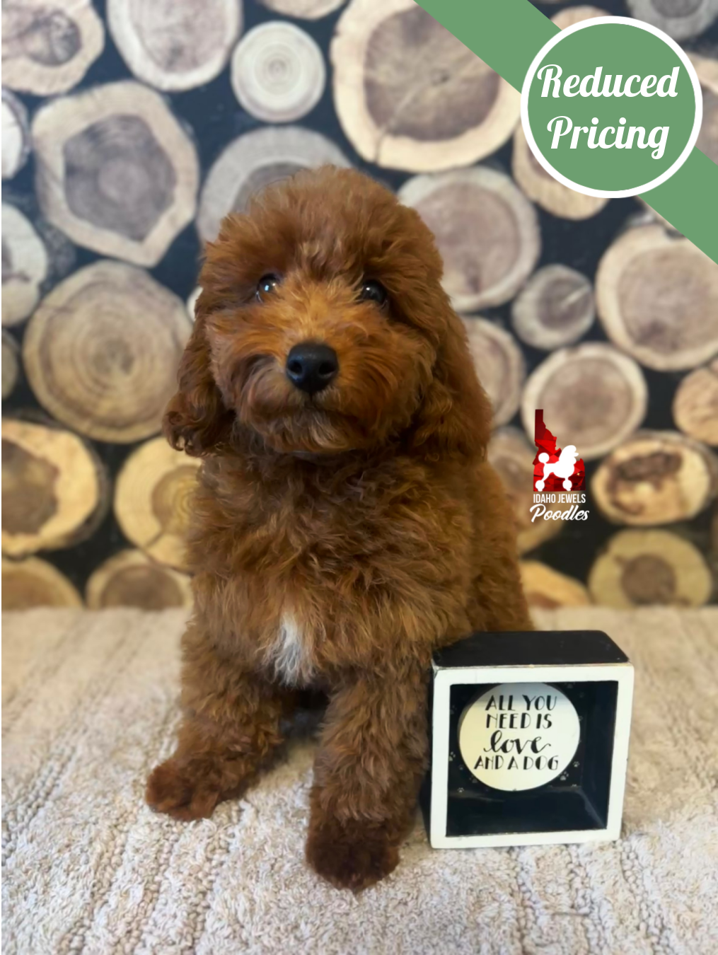 Matty, Red Mini Poodle Boy ~ Pet