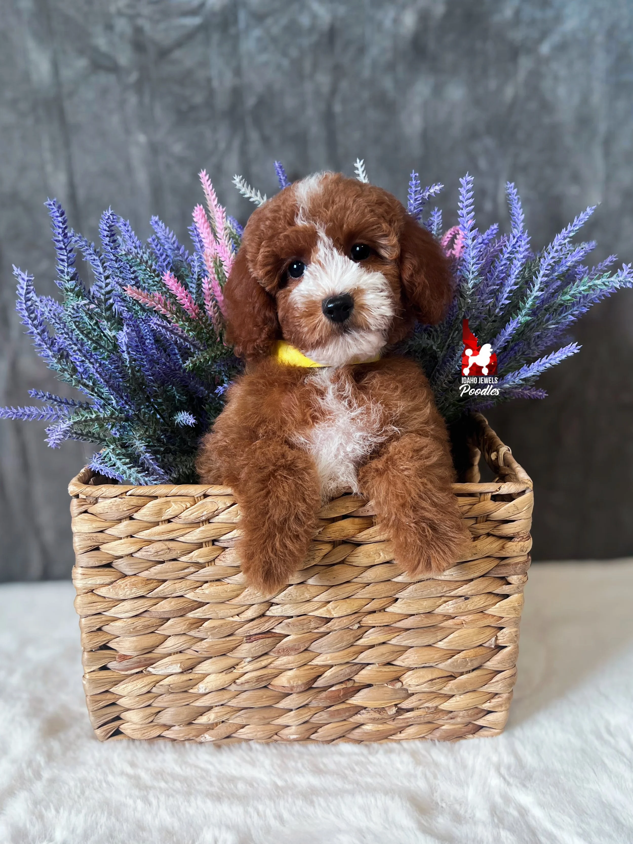Vienna, Red with White Markings Mini Poodle Girl~ Pet