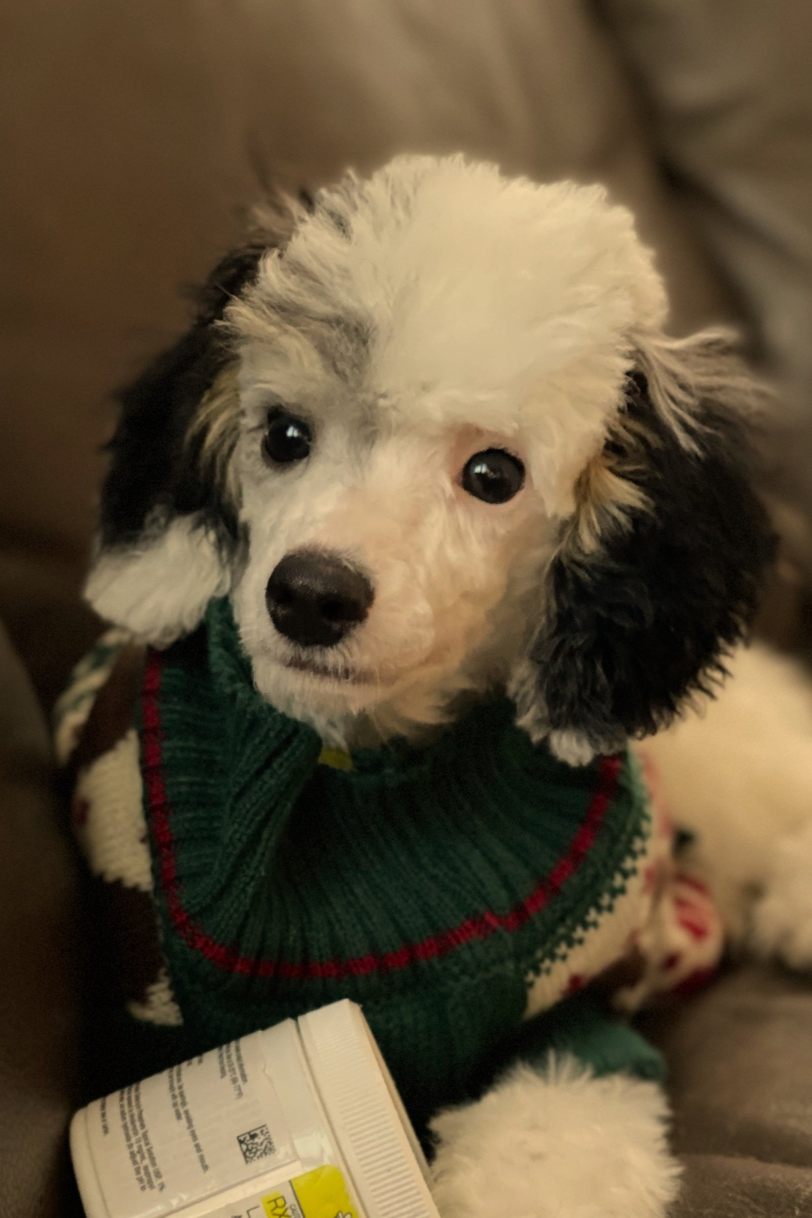 Pink Jr Jax S20 Zero.jpg