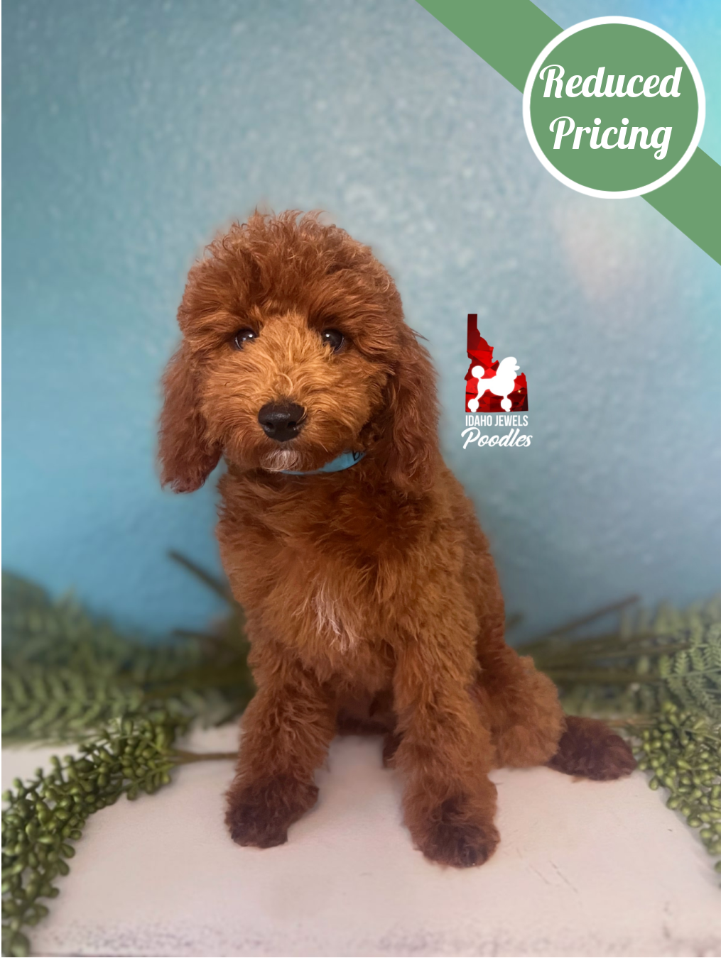 Biscuit, Red Mini Poodle Boy ~ Breeder or Pet