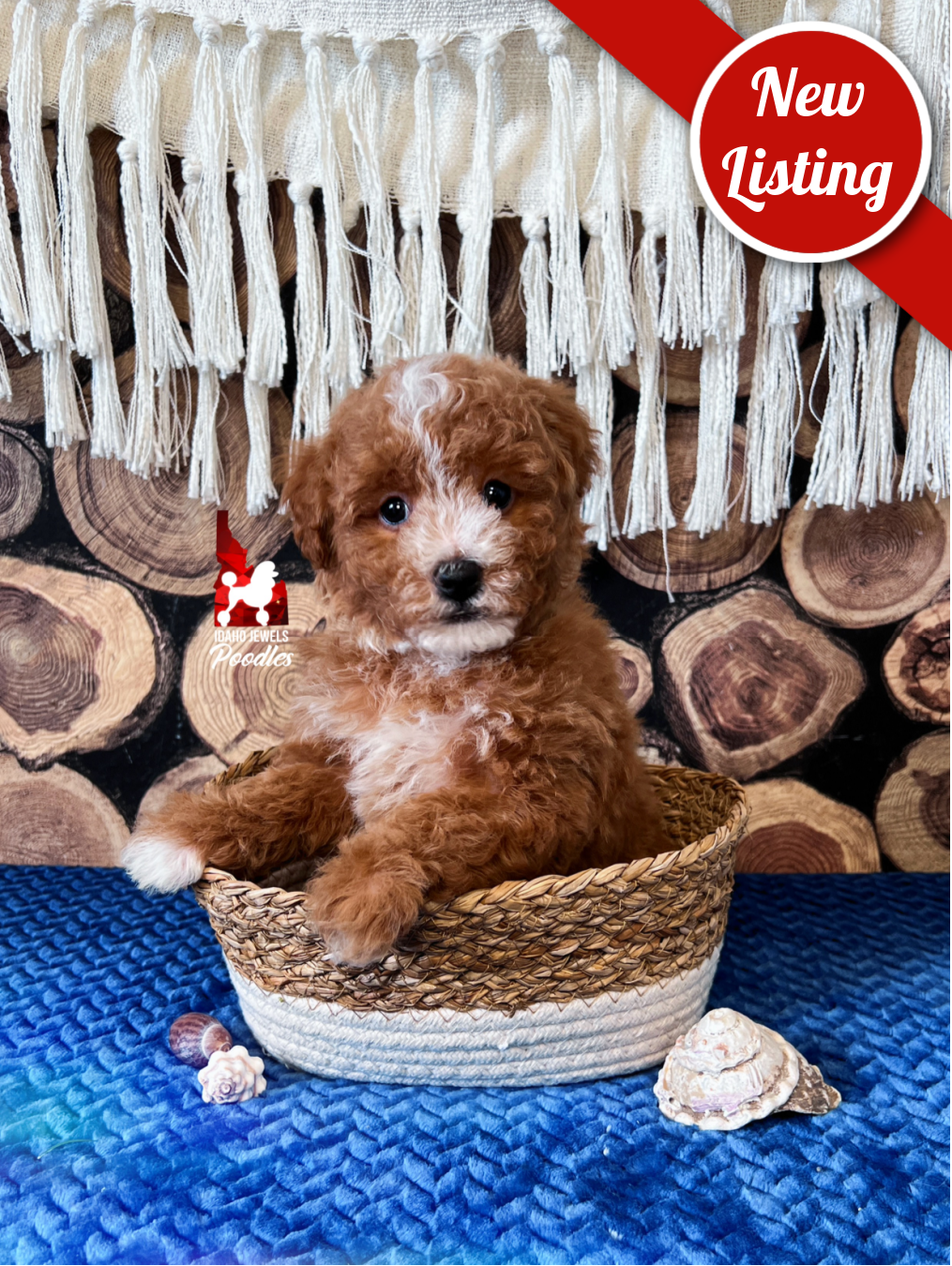 Cruise, Red w/ White Mini Poodle Boy~ Pet