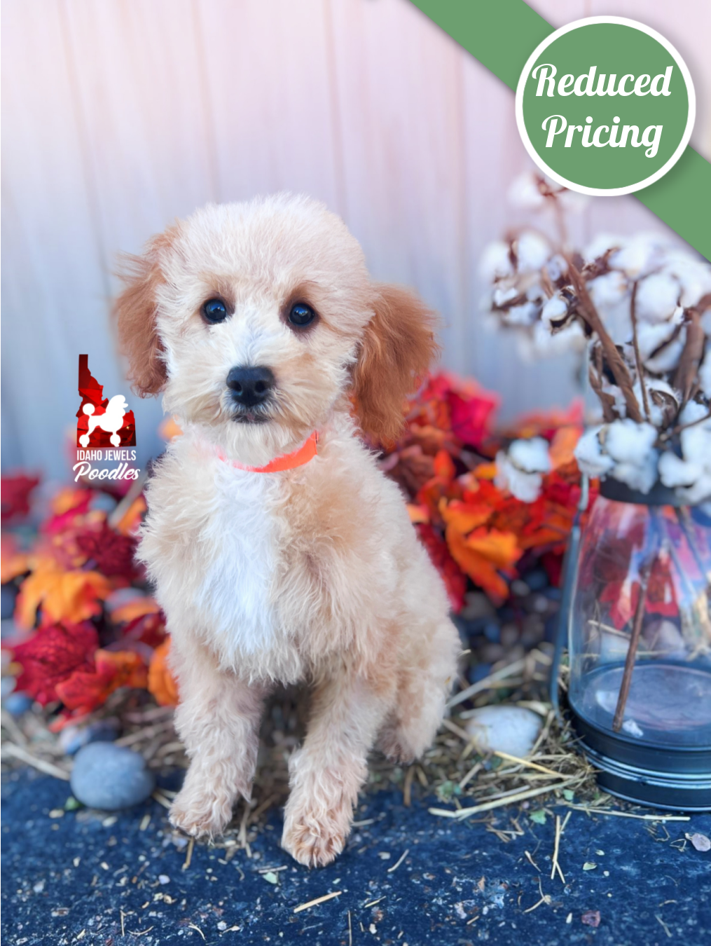 Cascade, Apricot w/ White Mini Poodle Girl~ Pet